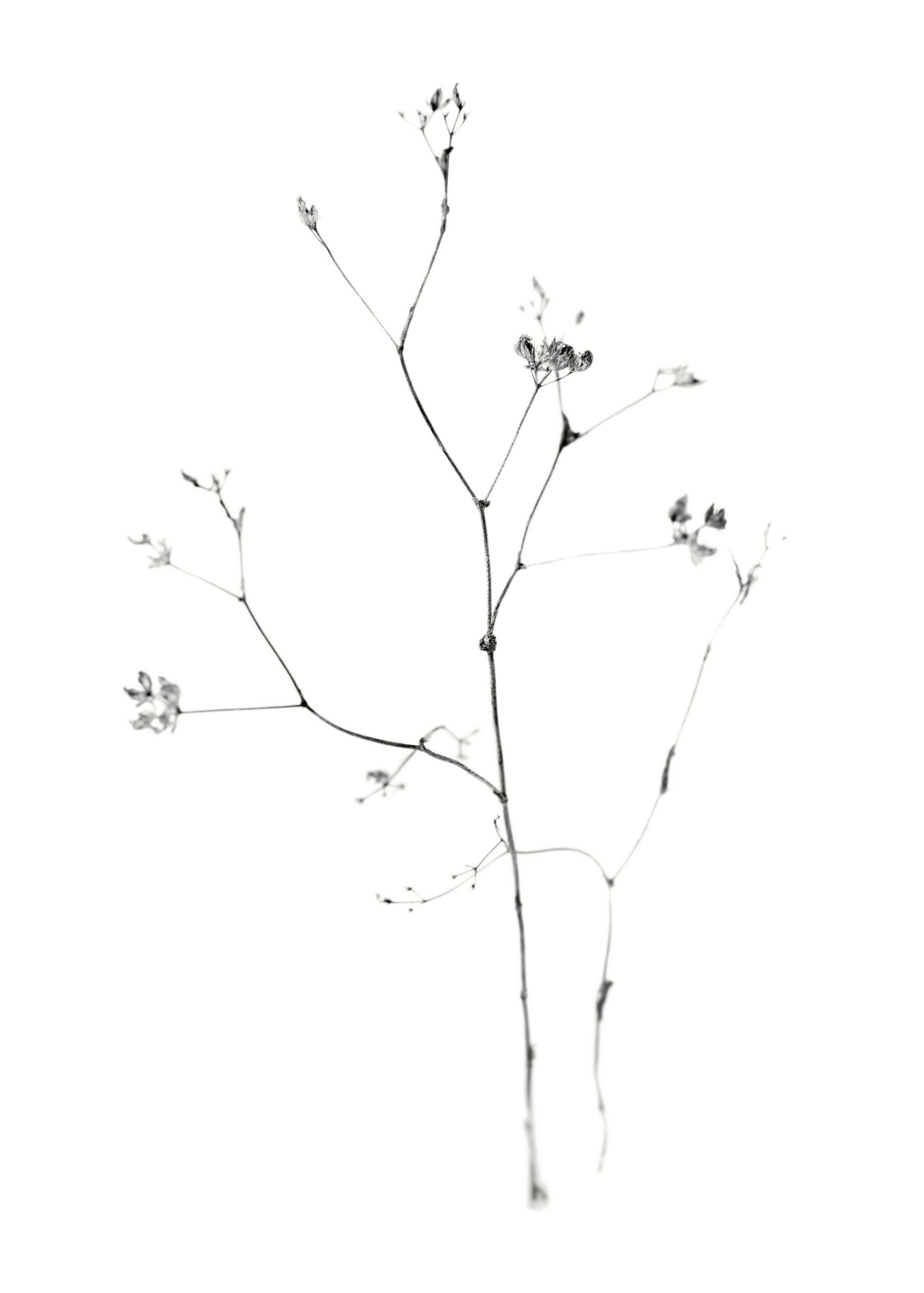 Fragile Flower Poster 0