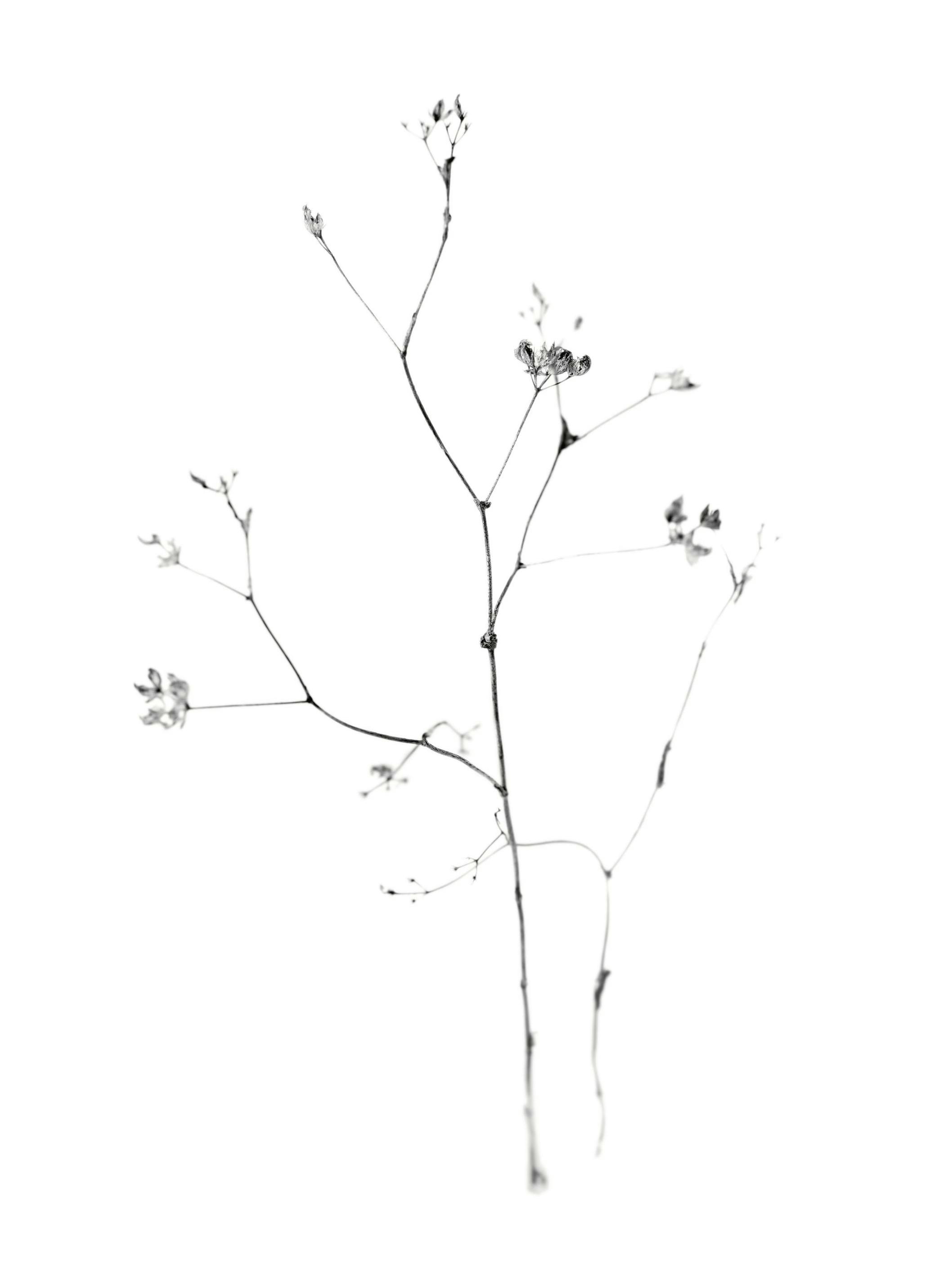 Fragile Flower Affiche (50x70 cm) - Tableaux photos noir et blanc