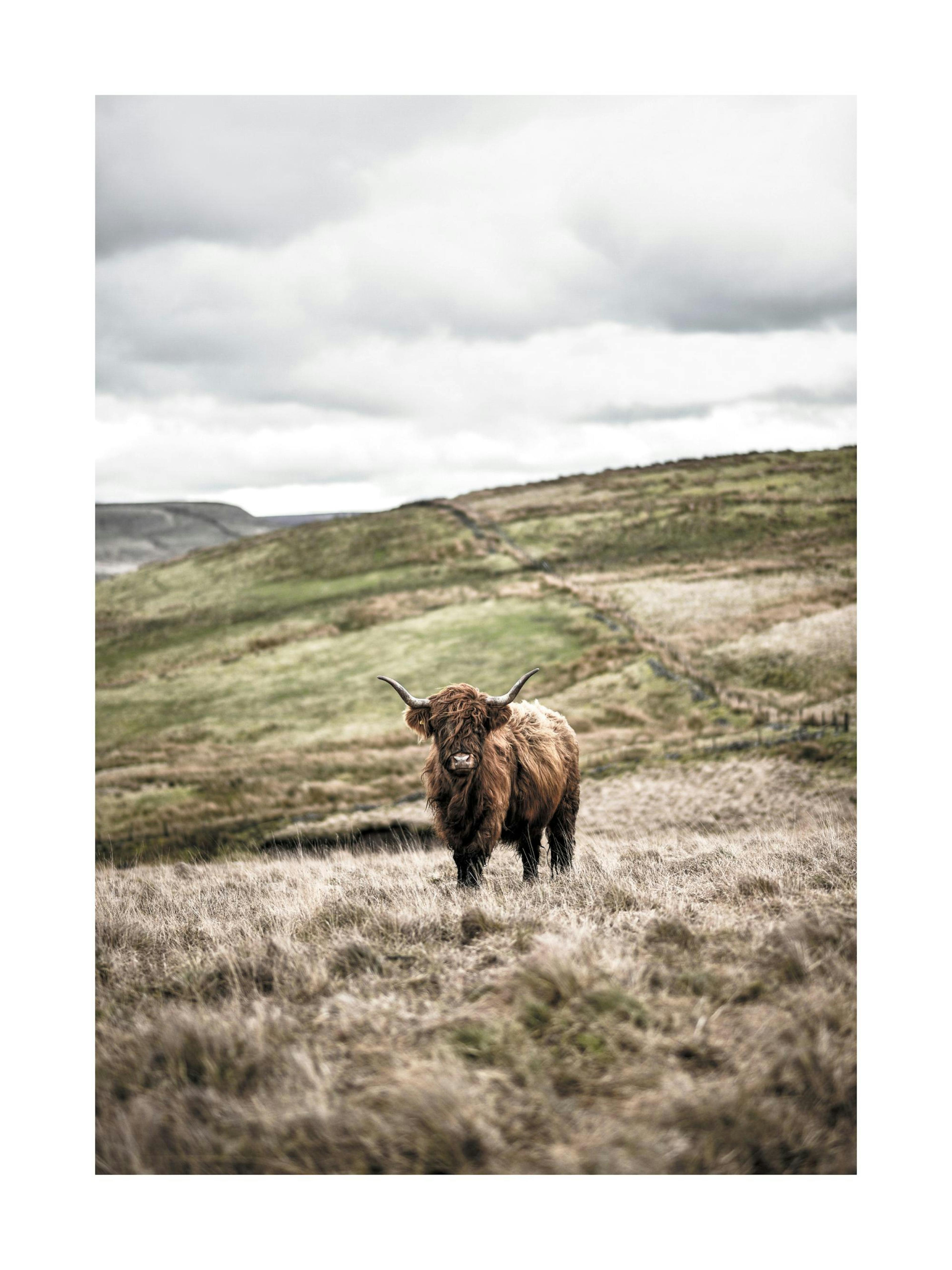 Cow In Landscape Print