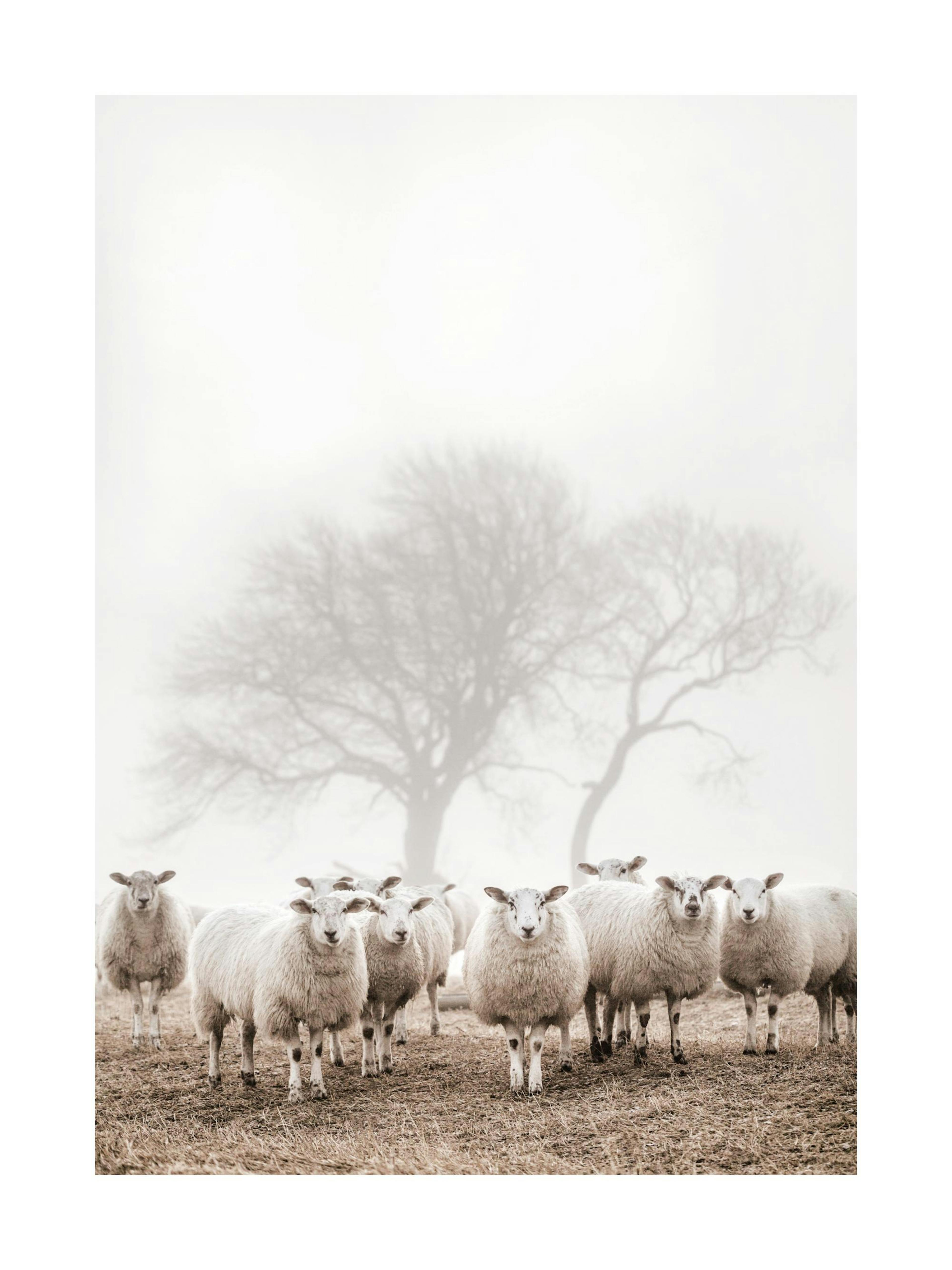 Sheep Herd Print