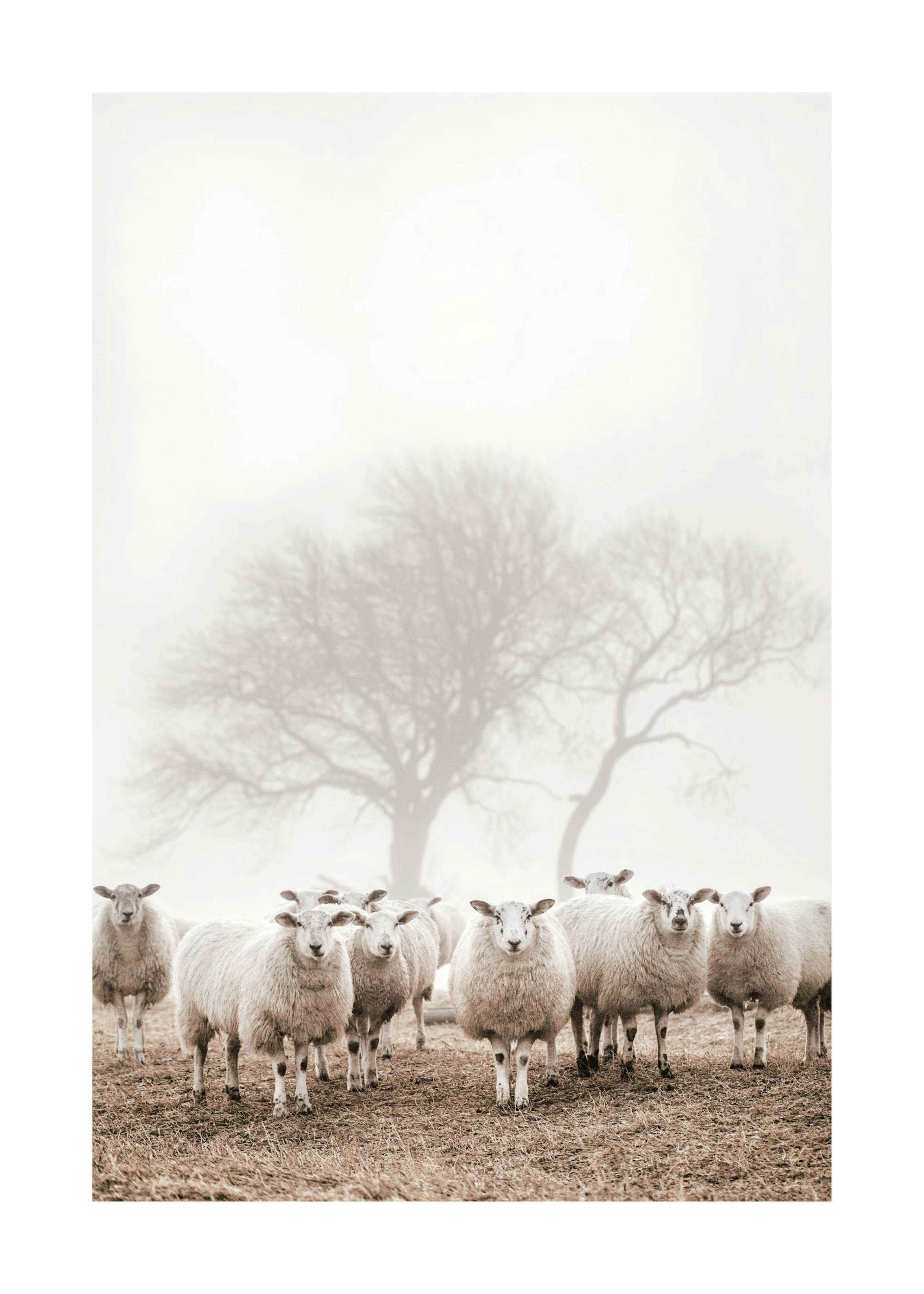 Sheep Herd Print 0