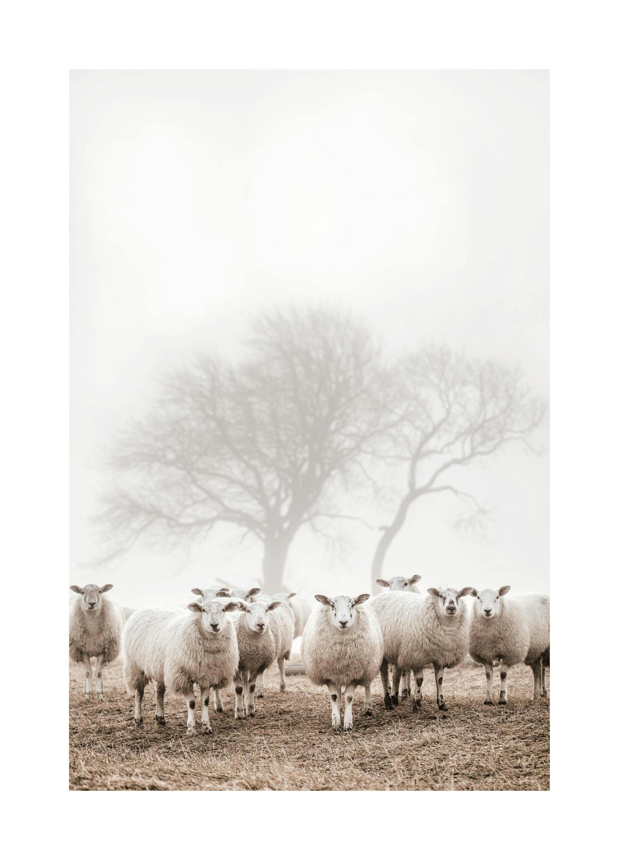 Sheep Herd Poster (30x40 cm) -  Bilder mit Tiermotiven