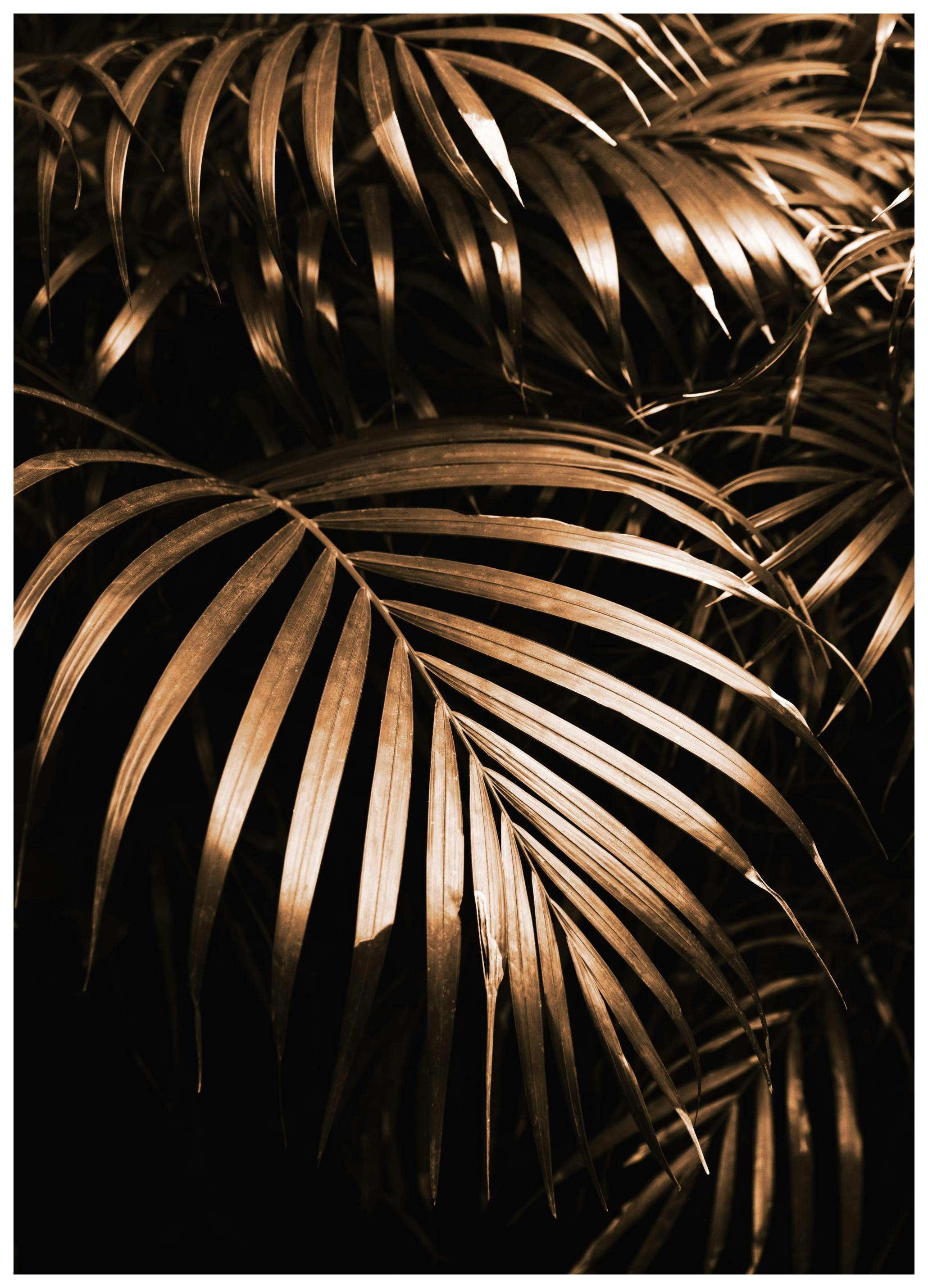 Golden Botanic Plakat (50x70 cm) - Plakater > Botaniske plakater