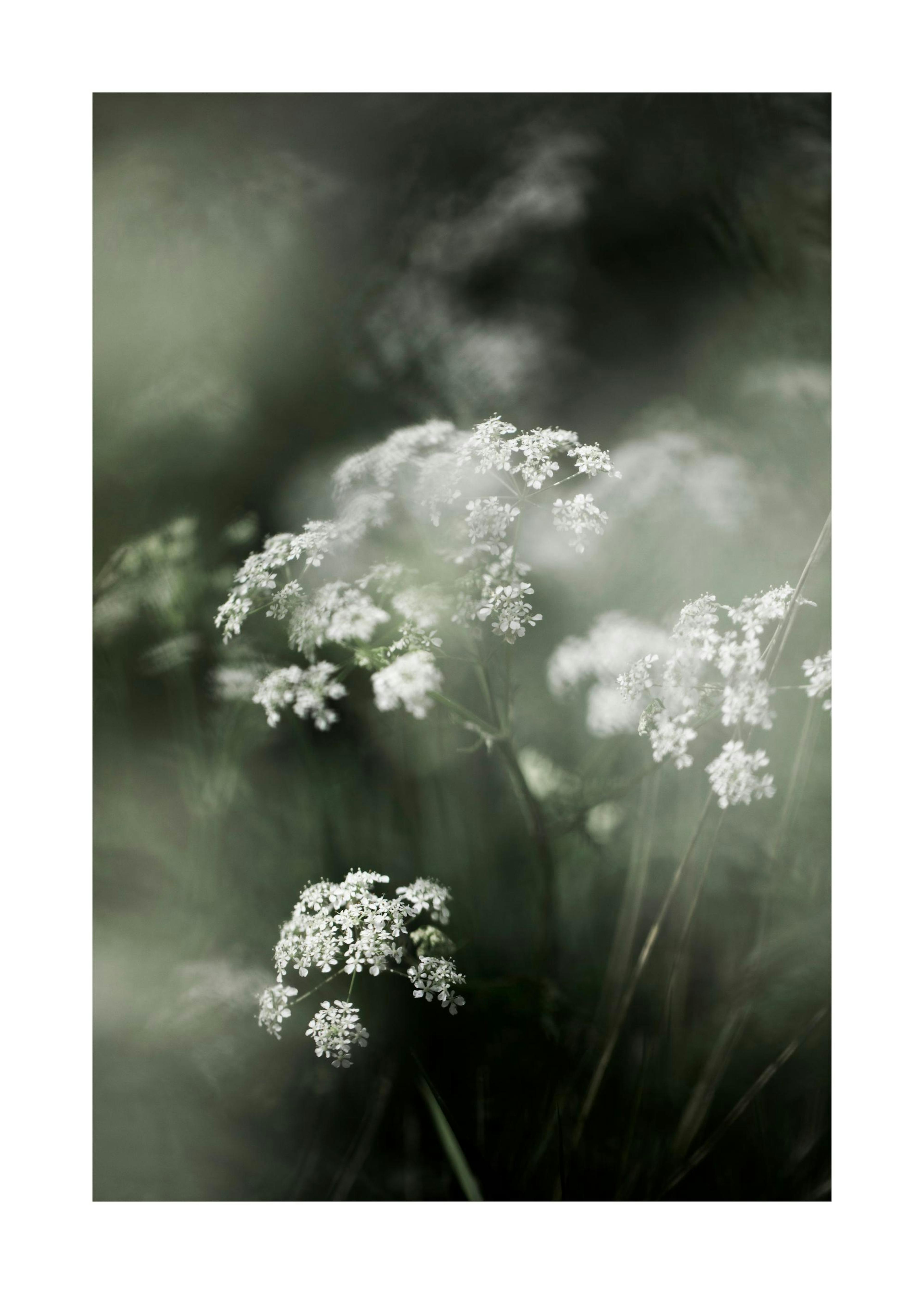 Misty Meadow Flower Plakat 0