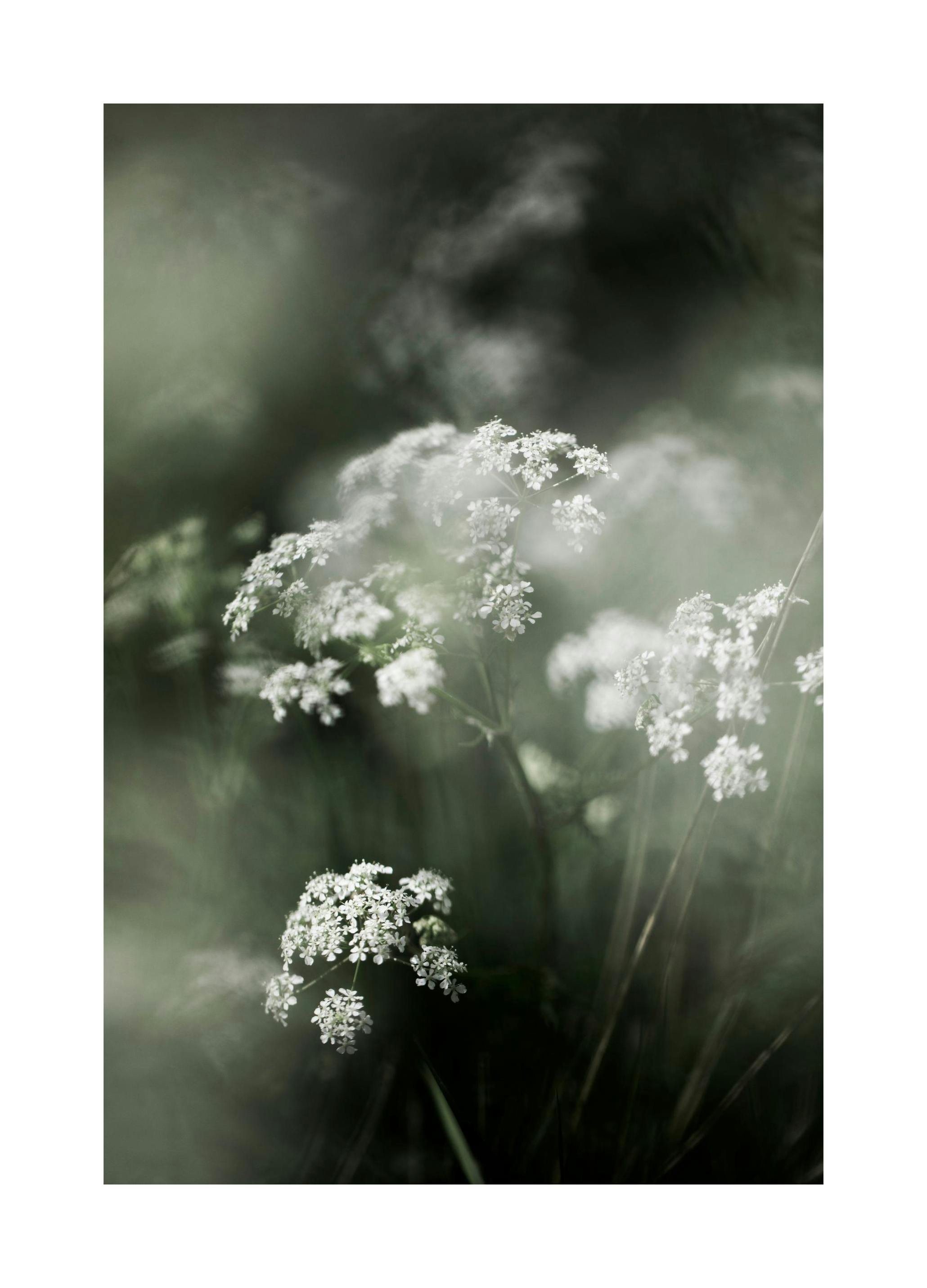 Misty Meadow Flower Plakat (50x70 cm)- Fotografia