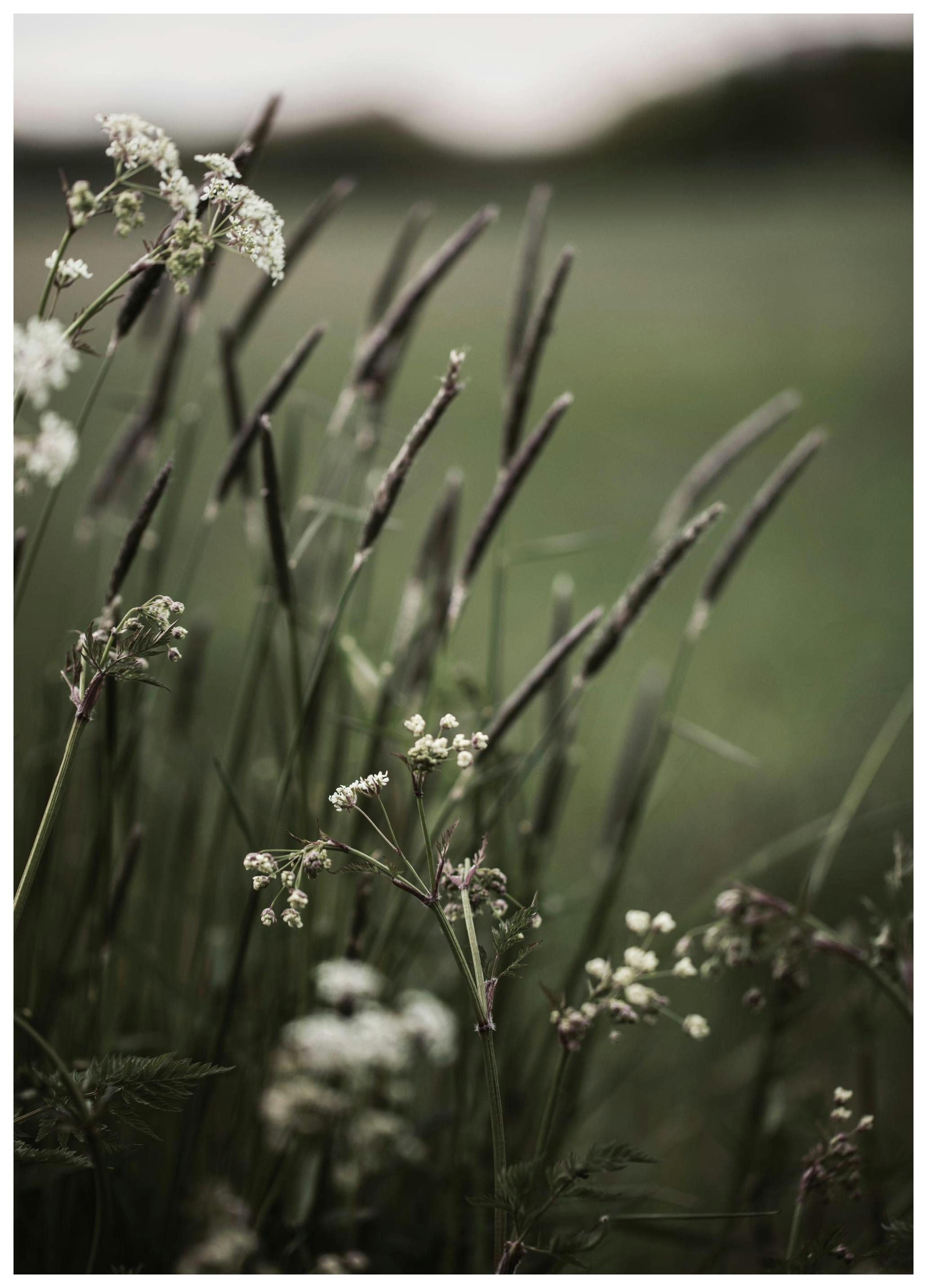 Grass In Bloom Plakat (30x40 cm)- Fotografia