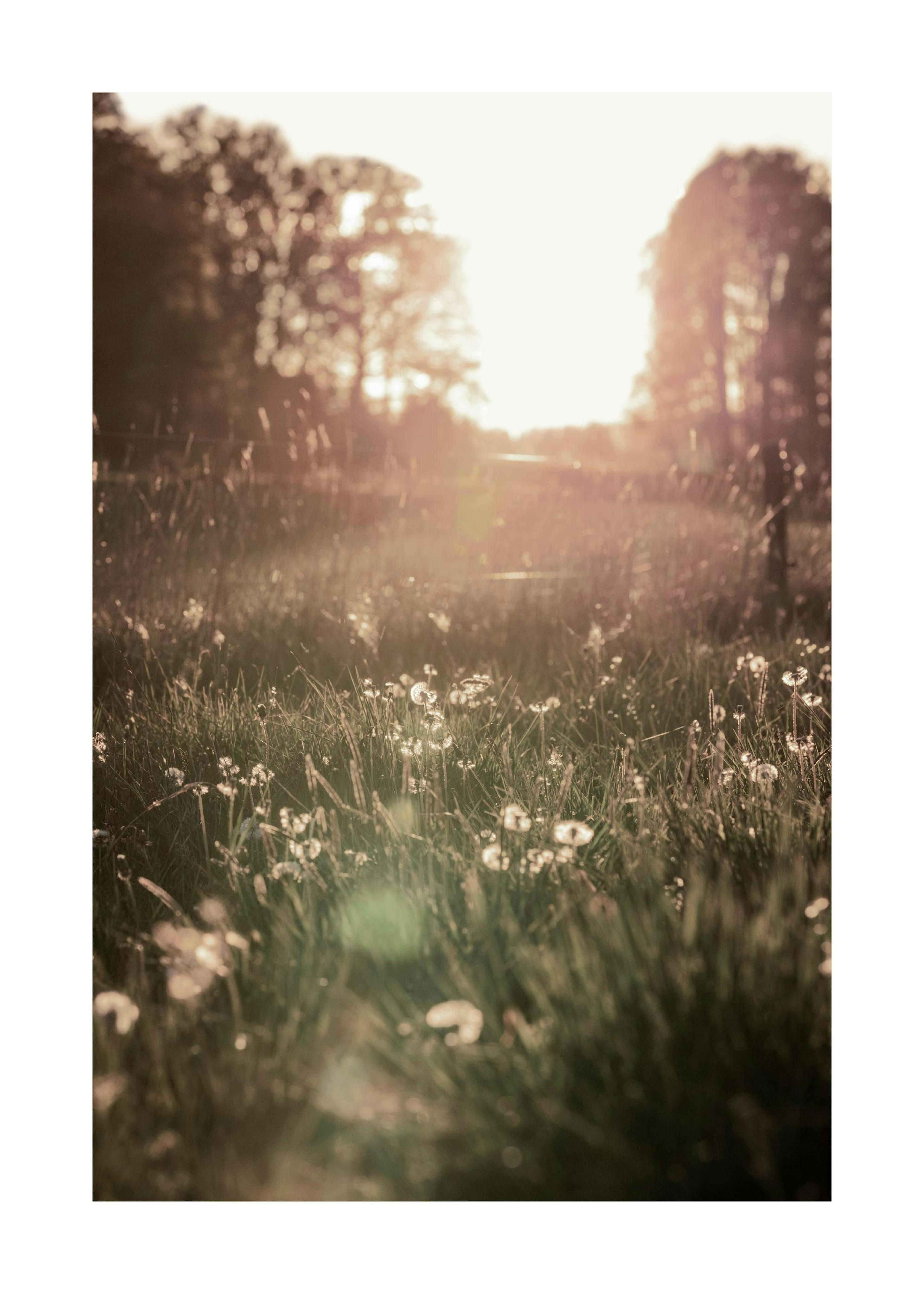Meadow At Sunset Print 0