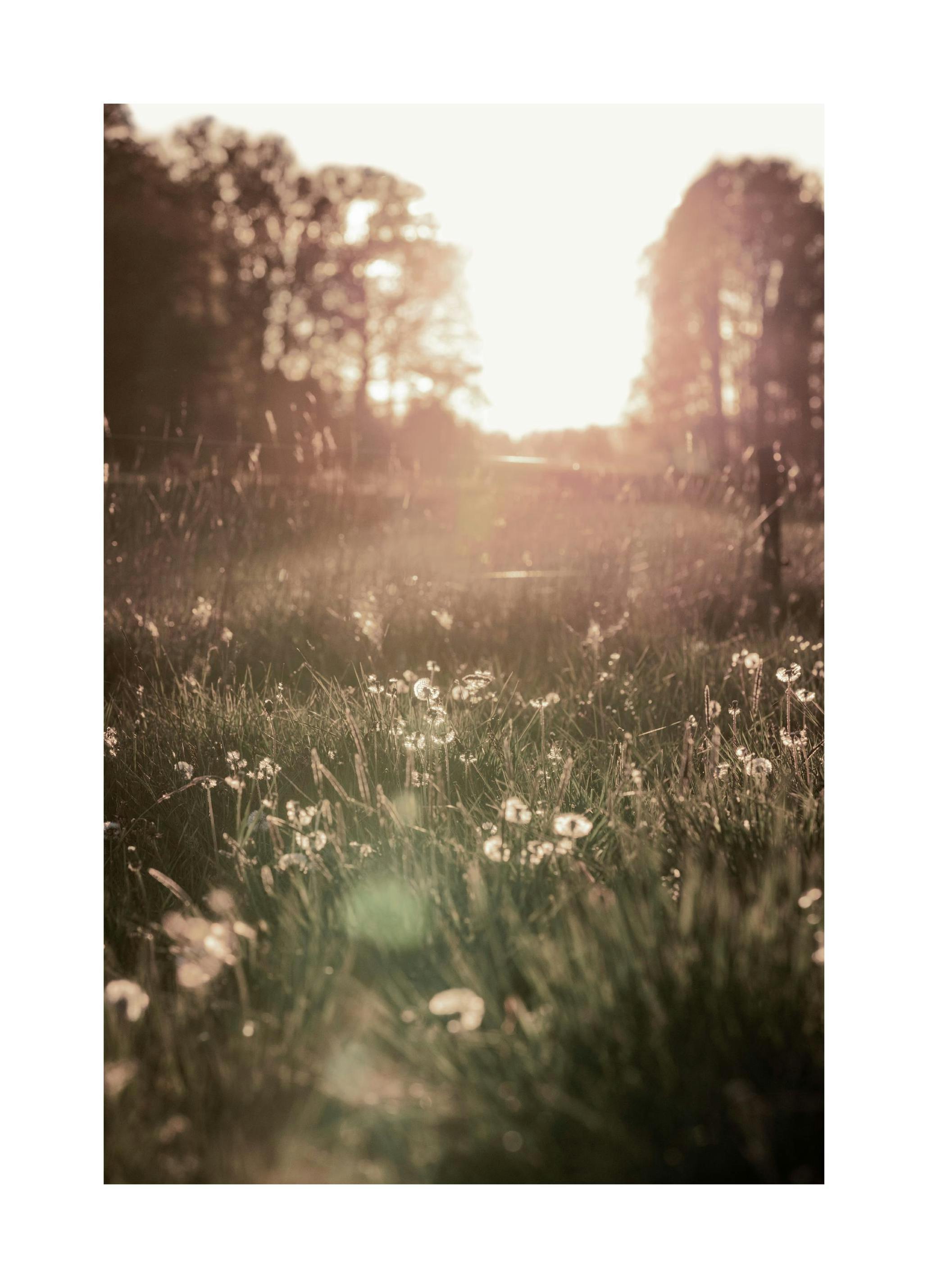 Meadow At Sunset Poster (40x50 cm) -  Fotografien