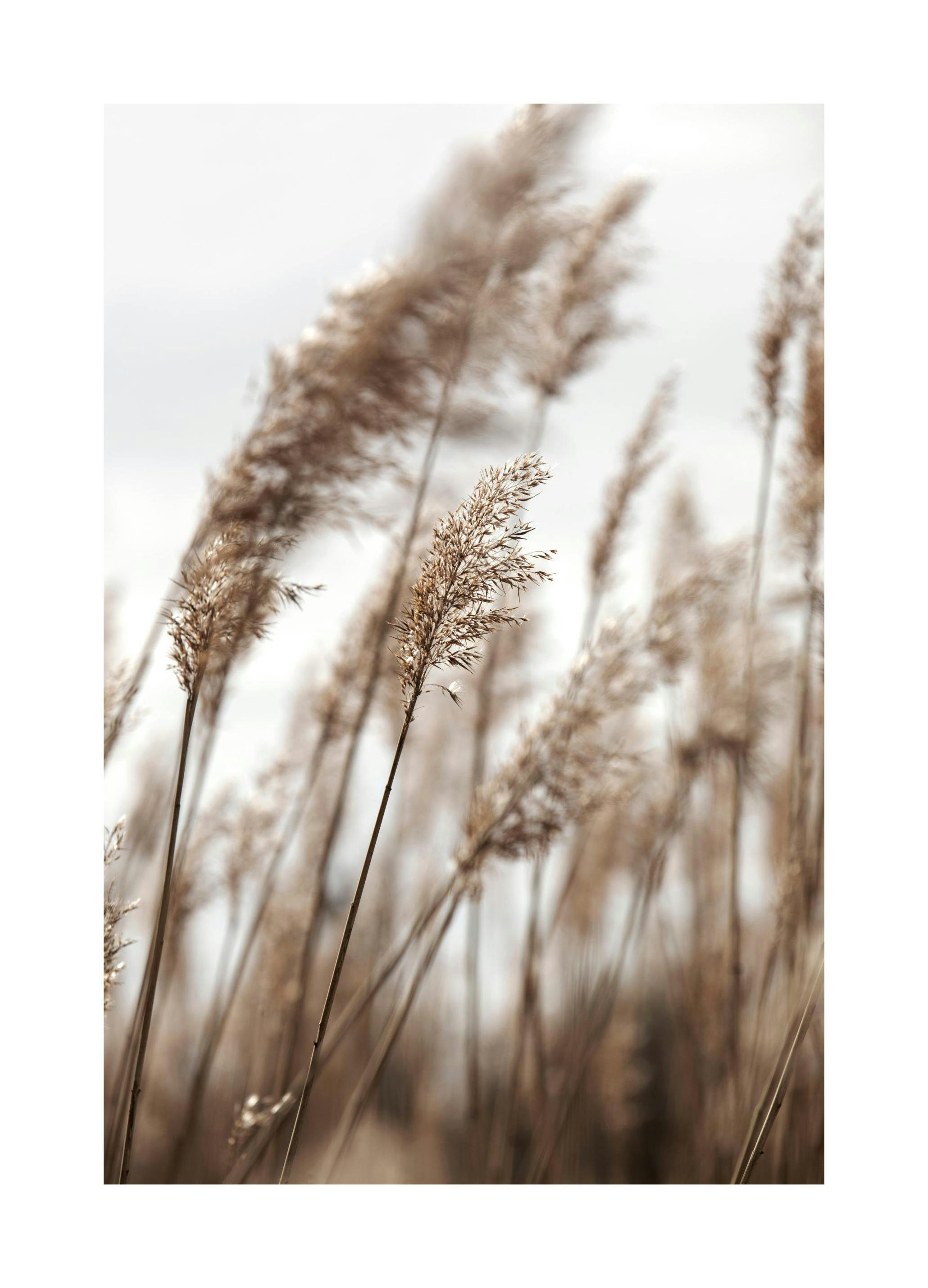 Prints - Swaying Reeds No1 Print (70x100 cm) - Botanical prints