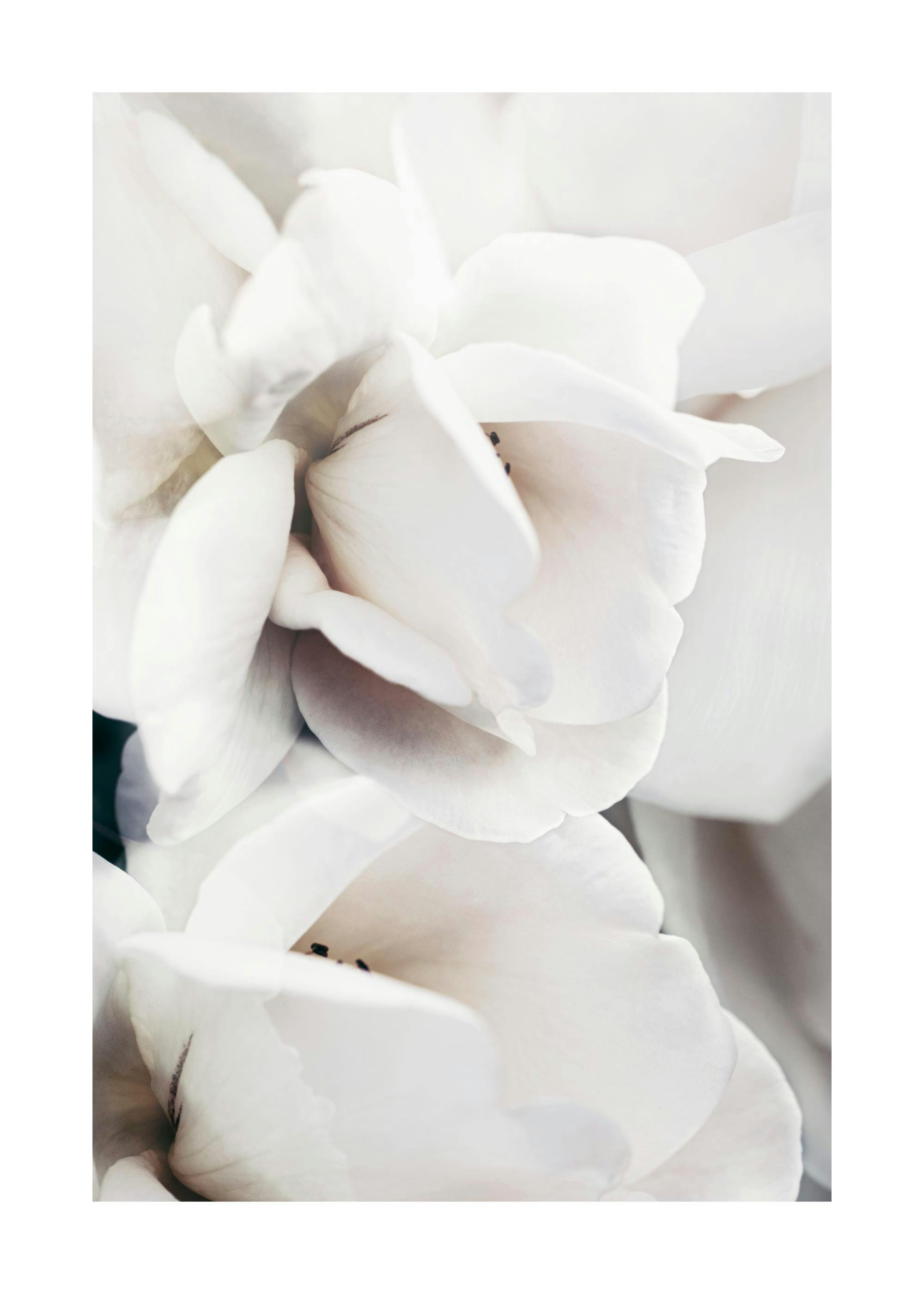 Milky Rose No1 Poster 0