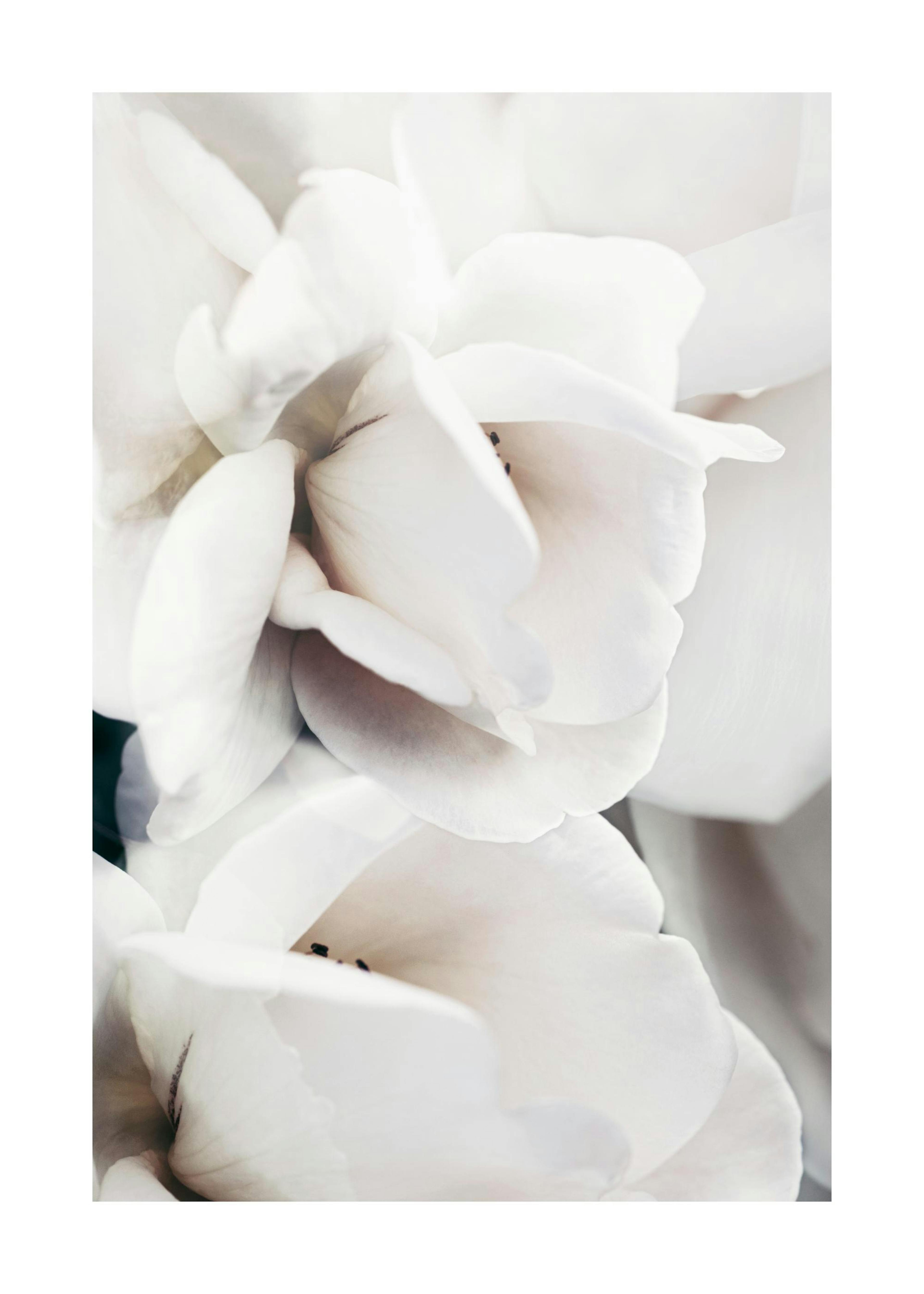 Milky Rose No1 Print 0