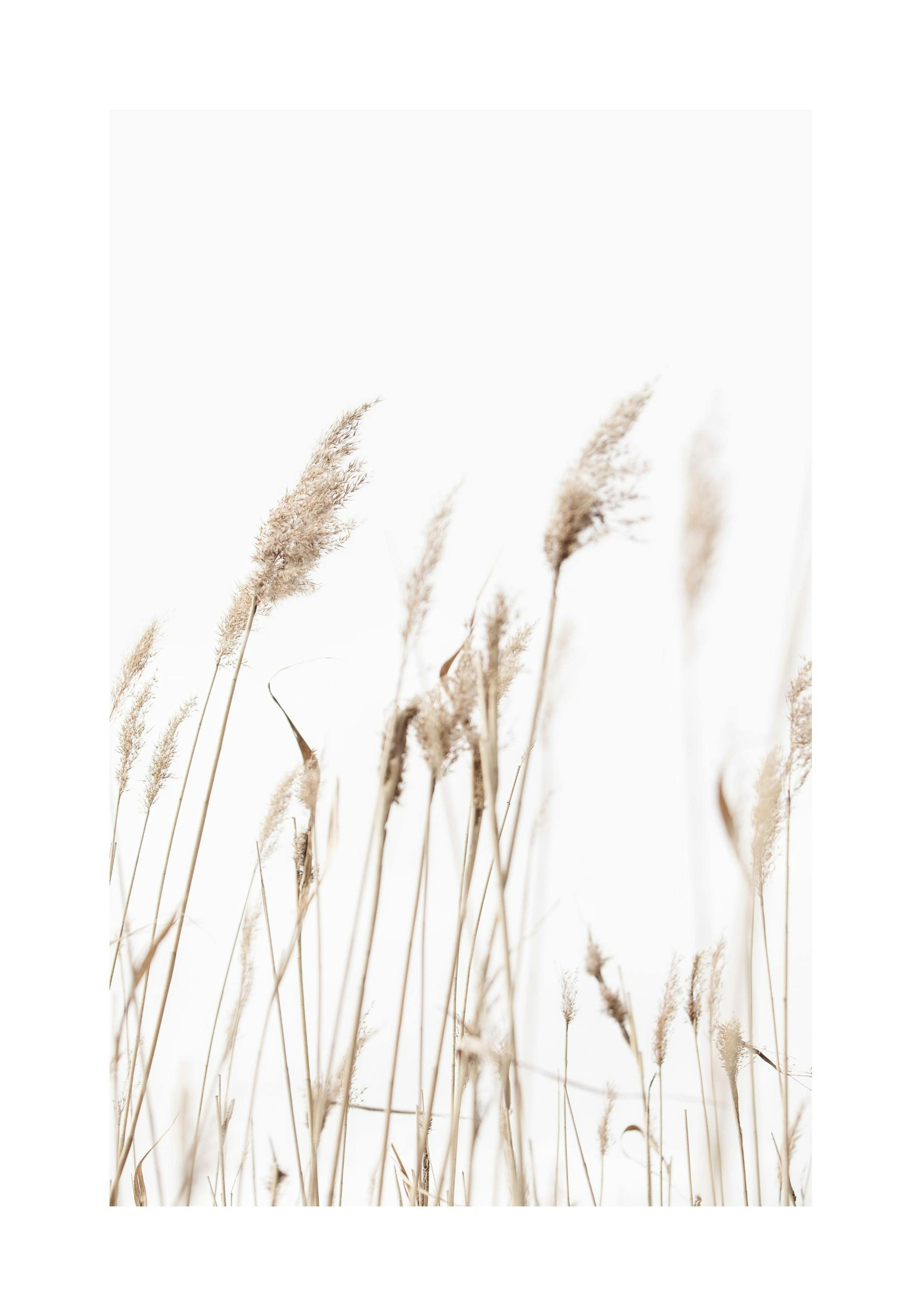 Sunny Reeds No1 Poster