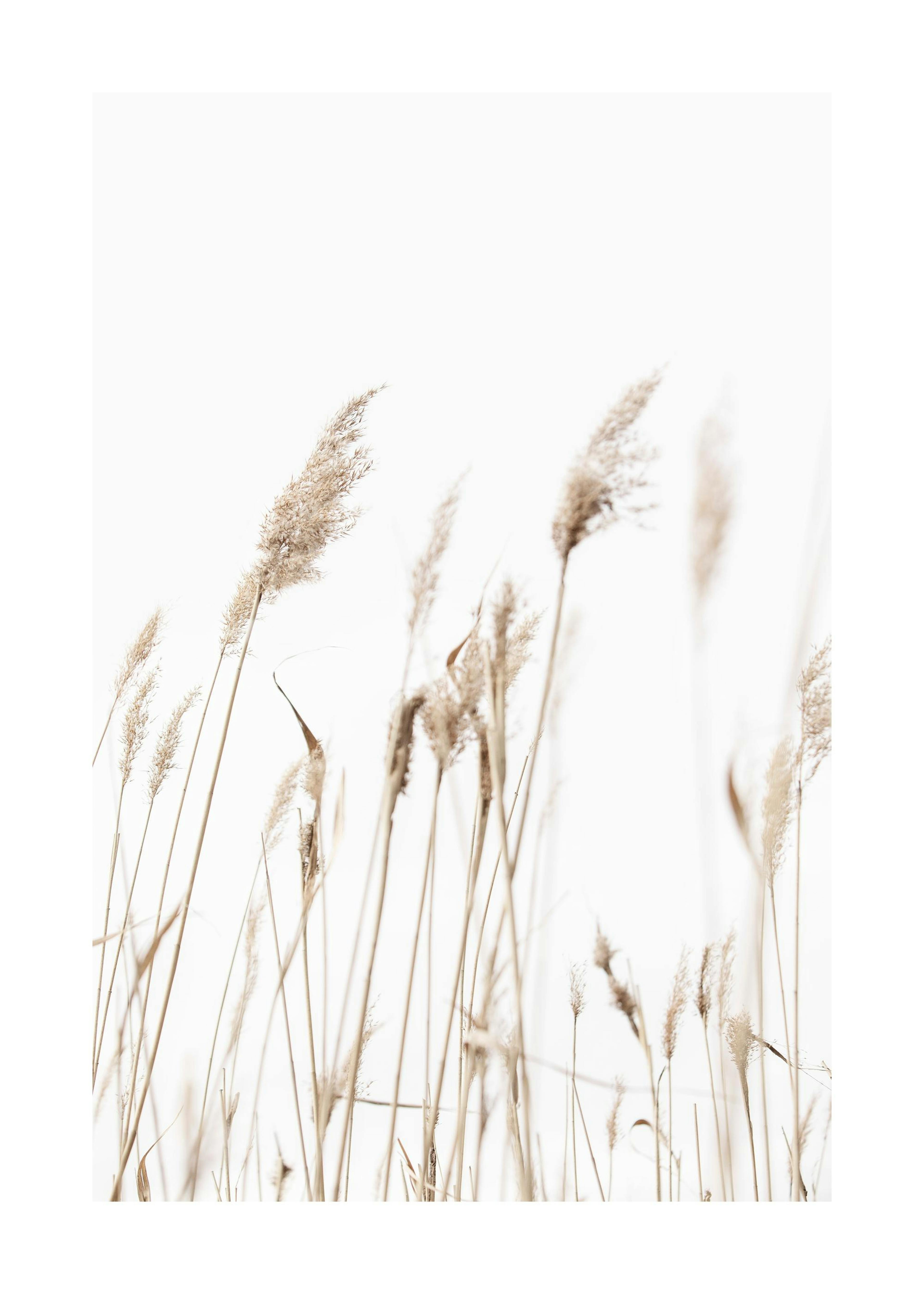 Sunny Reeds No1 Affiche 0