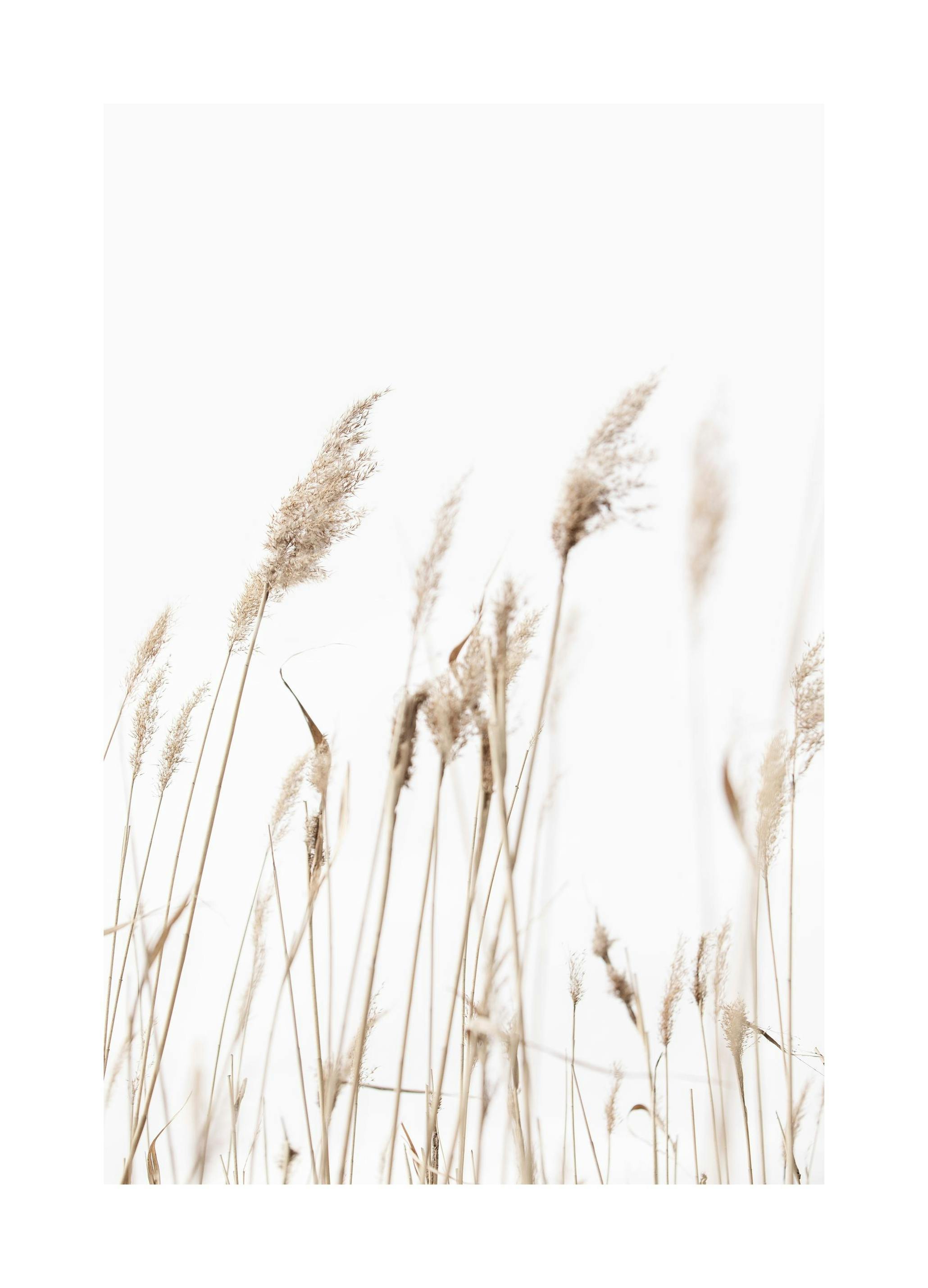 Prints - Sunny Reeds No1 Print (50x70 cm) - Botanical prints