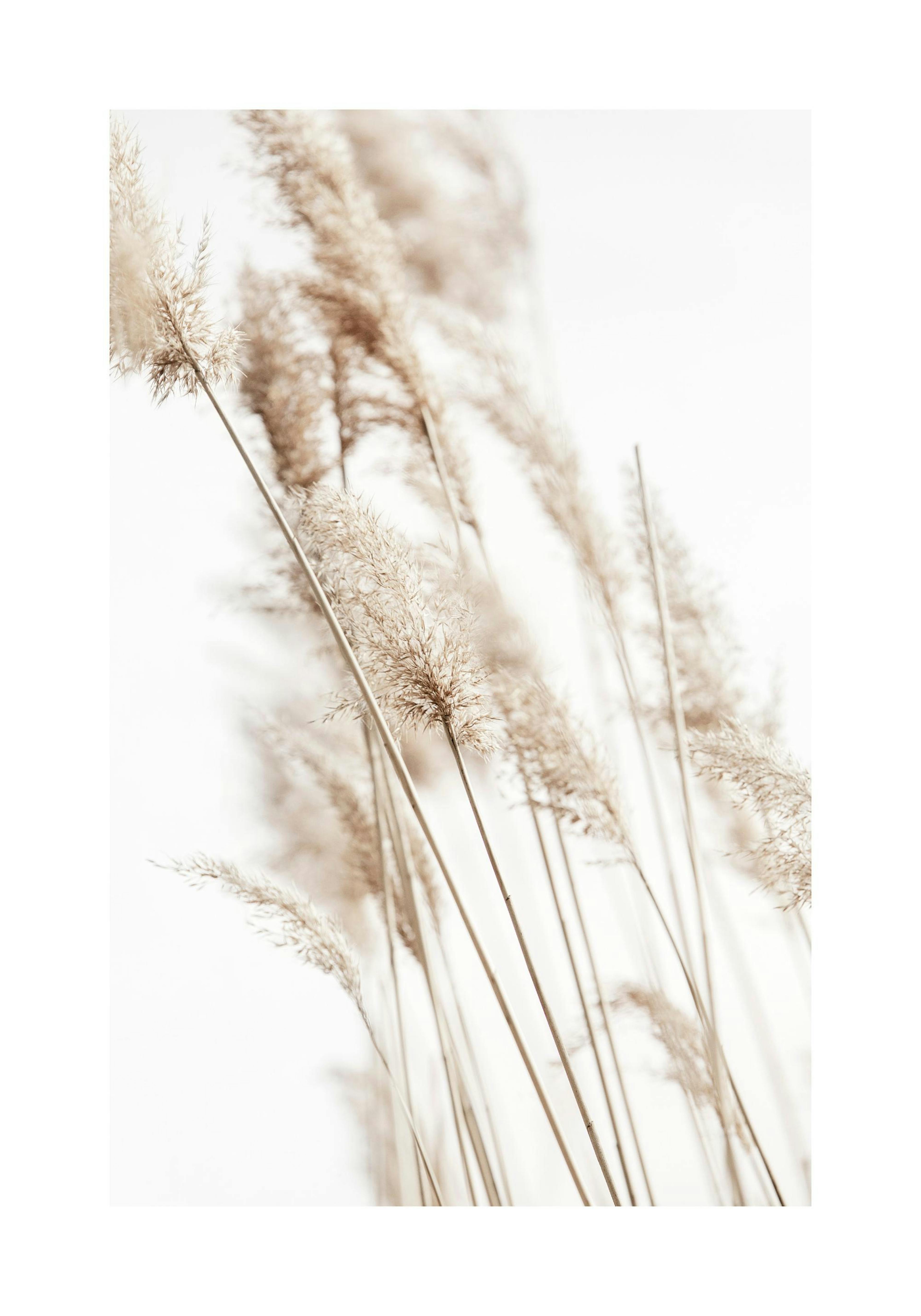 Sunny Reeds No2 Affiche