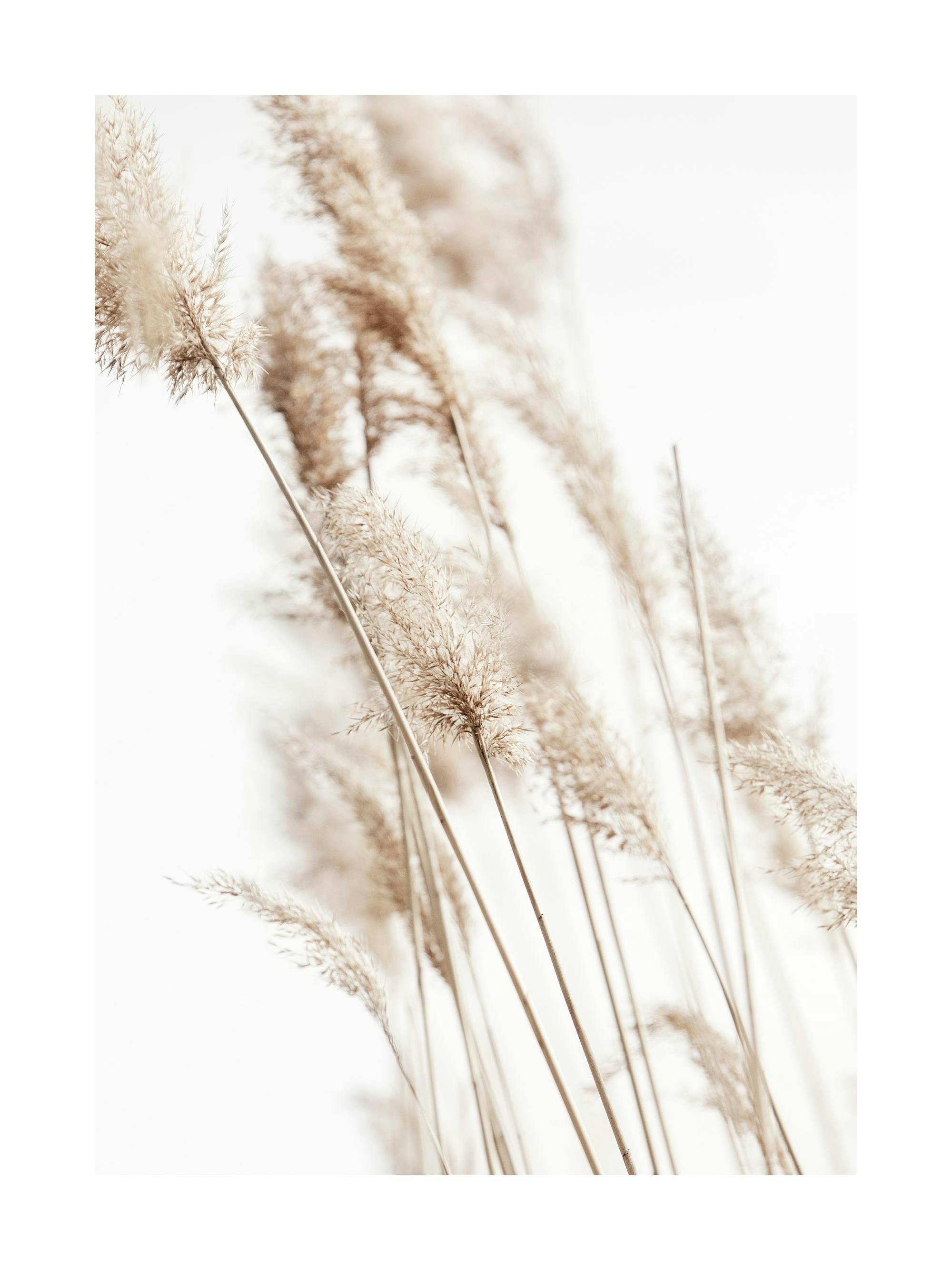 Sunny Reeds No2 Plakát 0