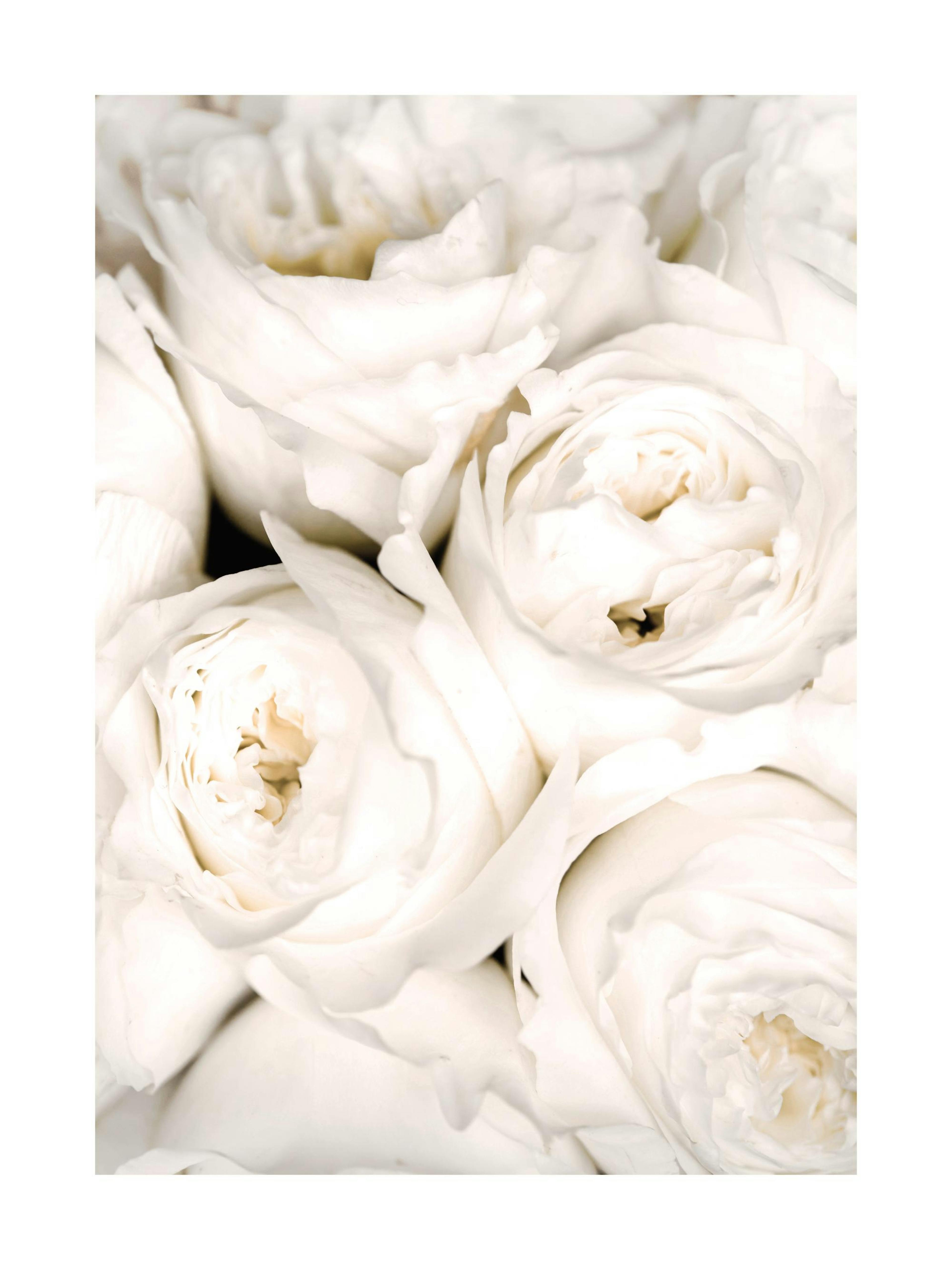 Ivory Roses Print