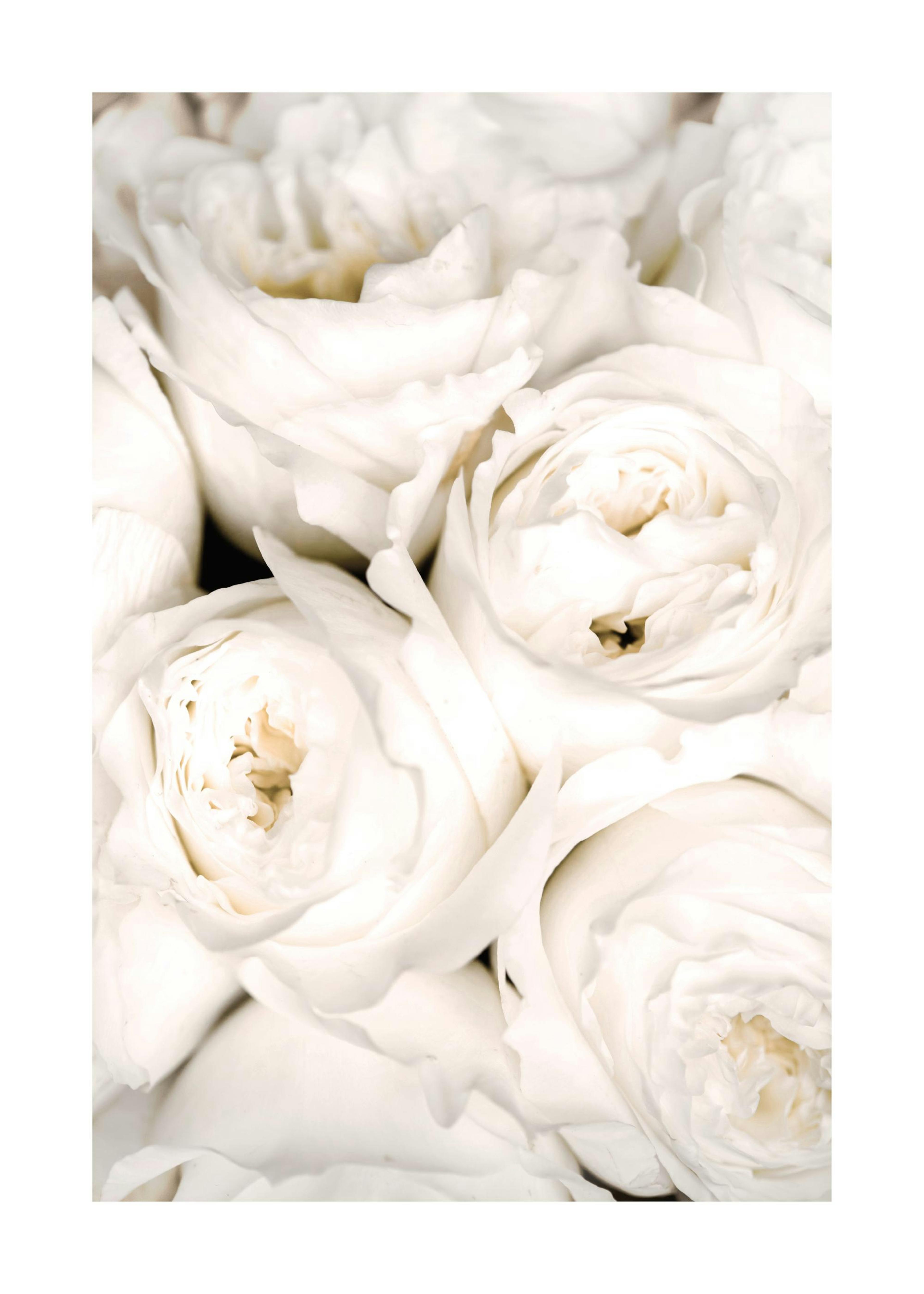 Ivory Roses Print 0