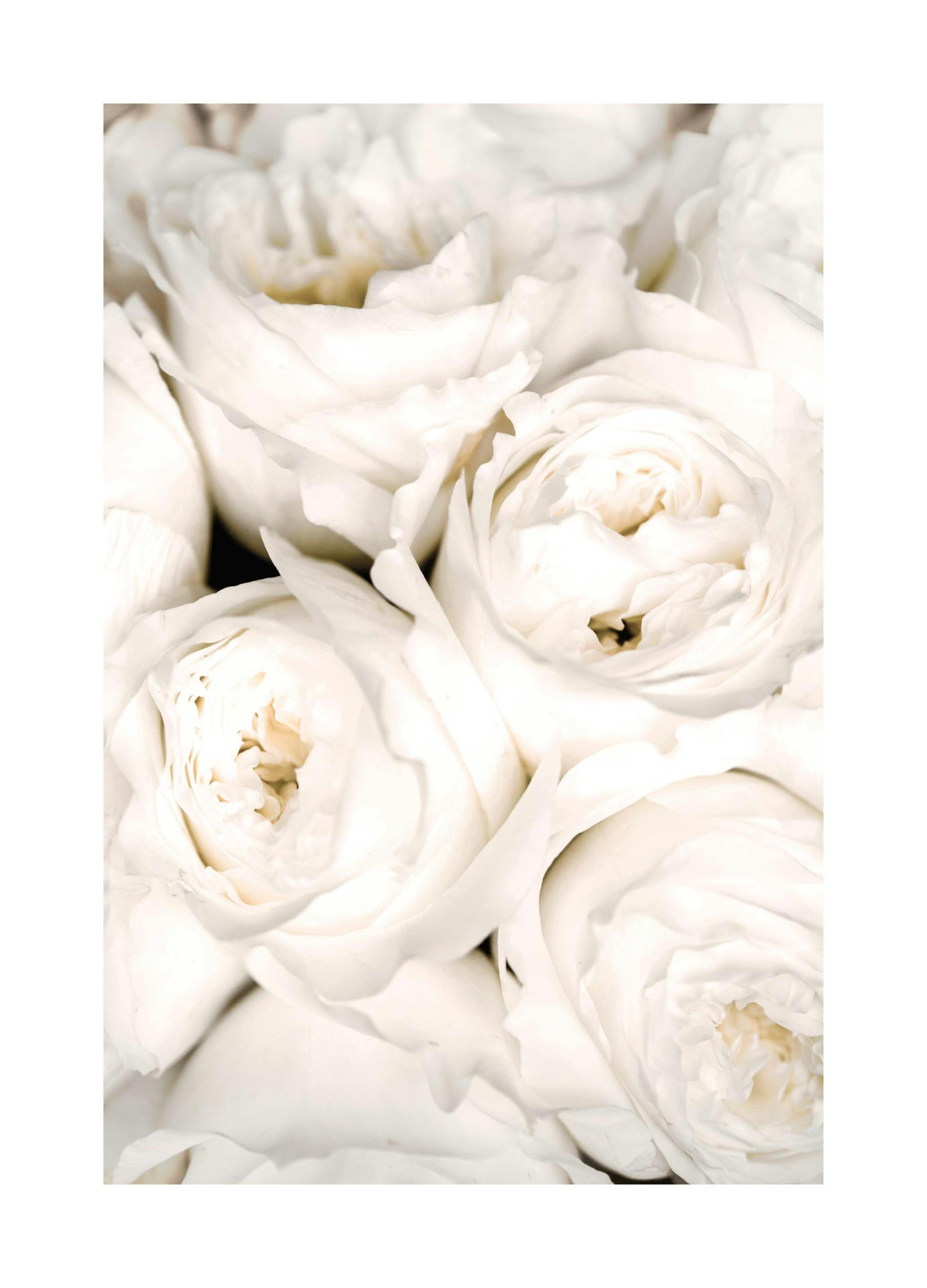 Ivory Roses Poster (50x70 cm) -  Poster mit Blumenmotiven