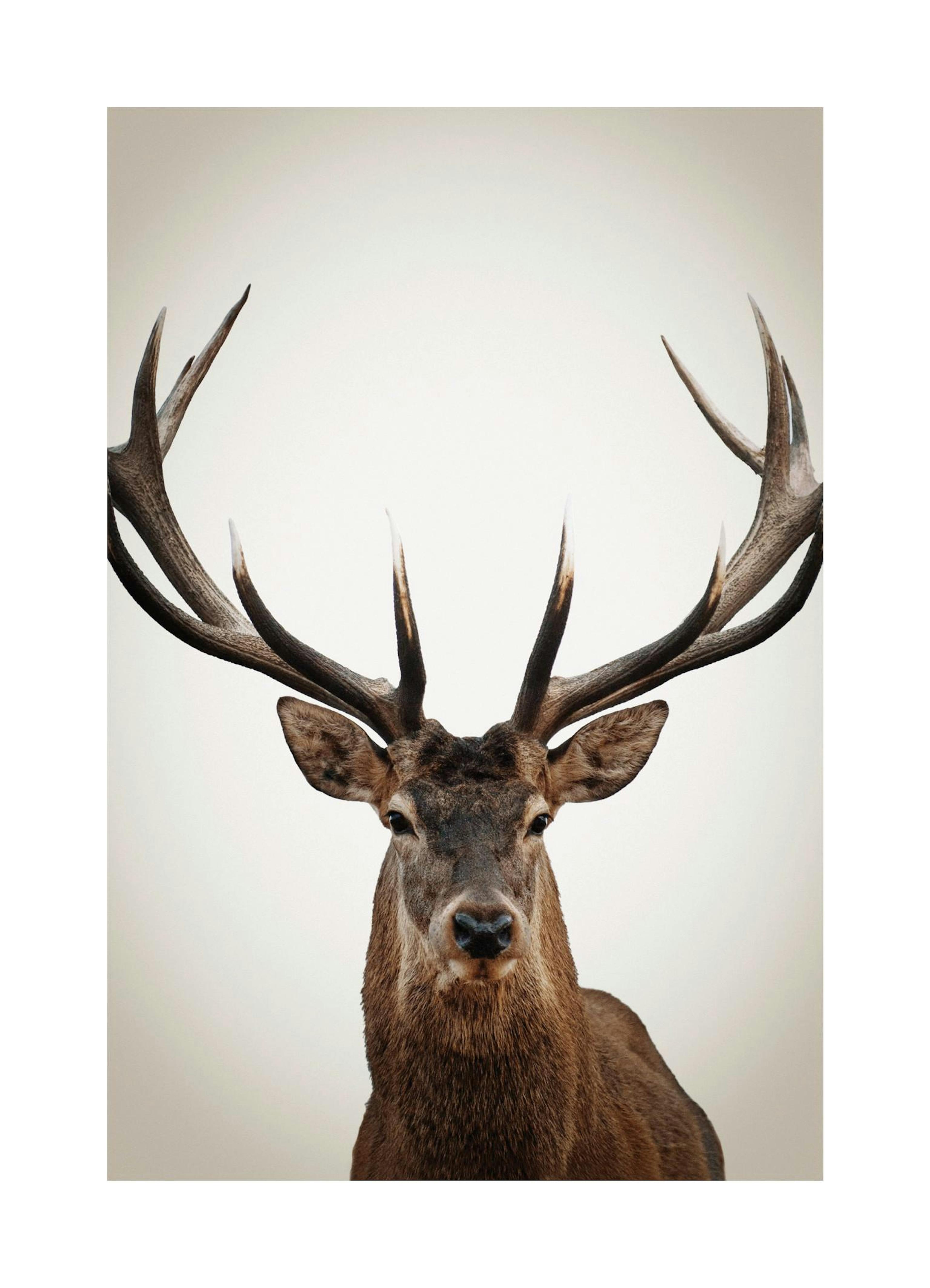 Winter Deer 포스터