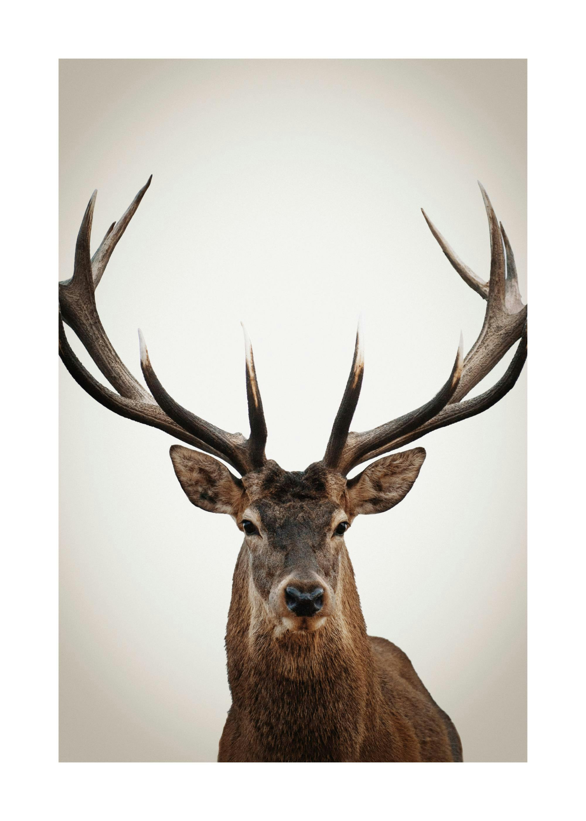 Winter Deer Affiche 0