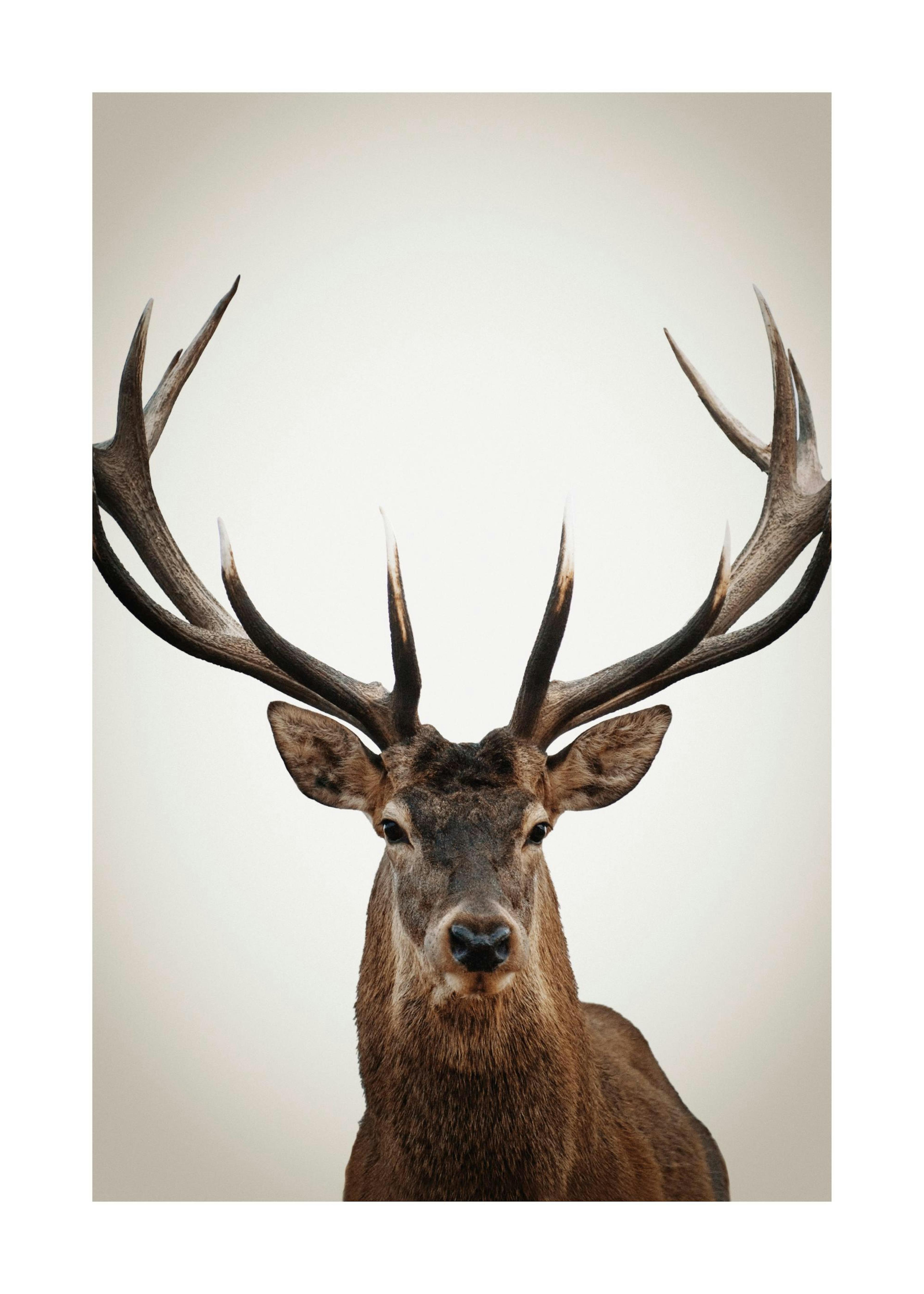 Winter Deer Print 0