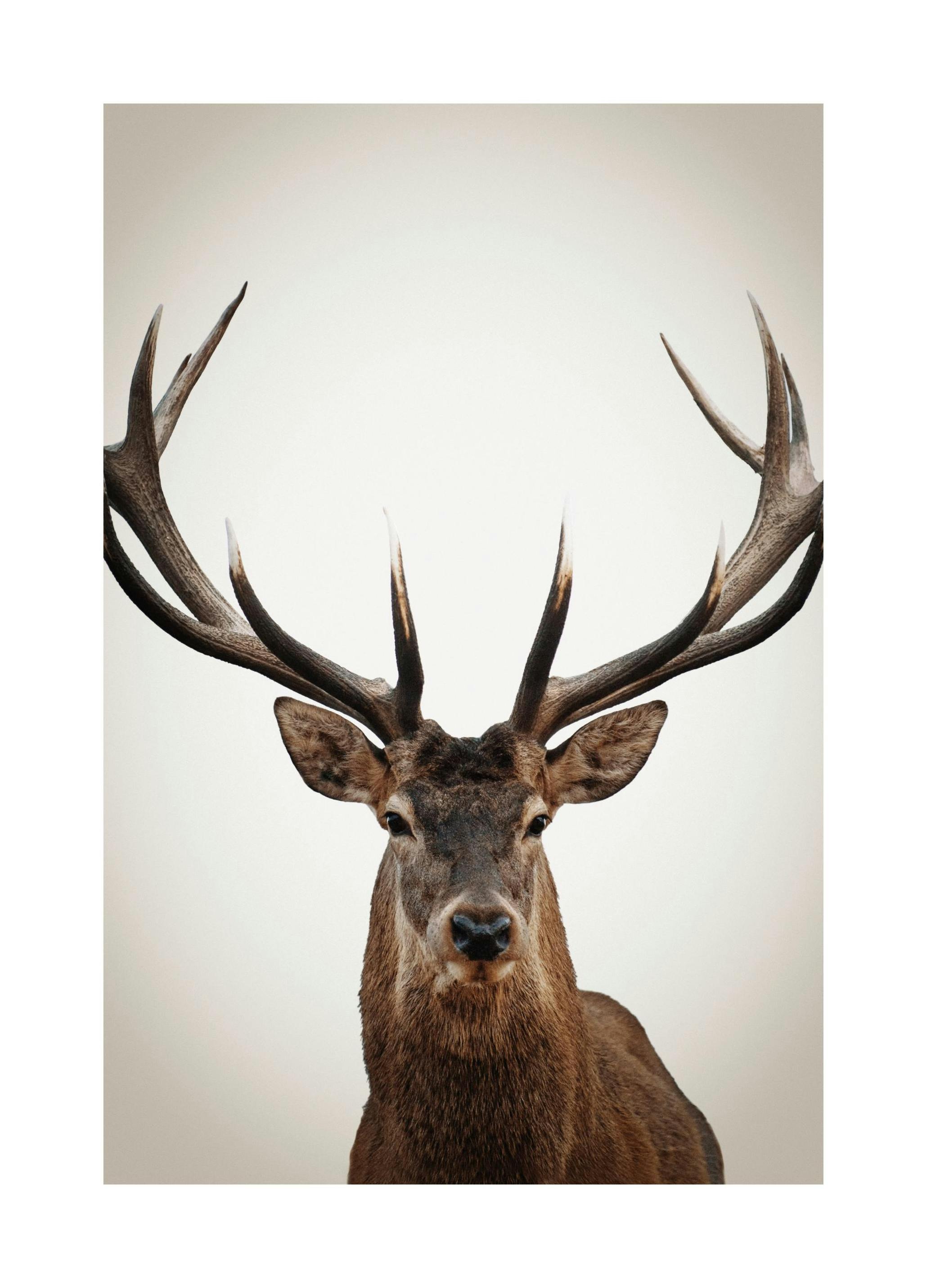 Winter Deer Poster (50x70 cm) -  Fotografien