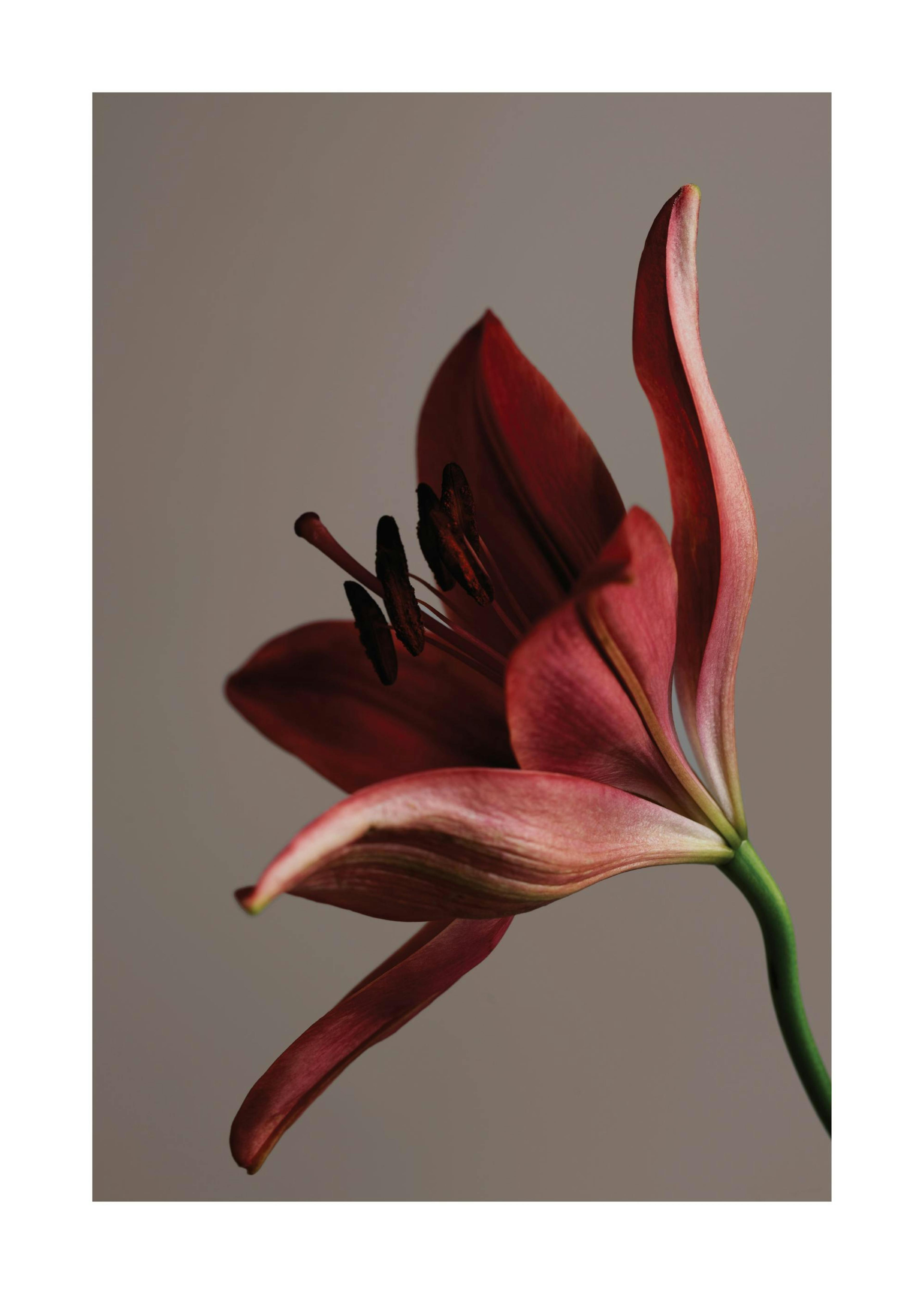 Red Flower Plakat 0