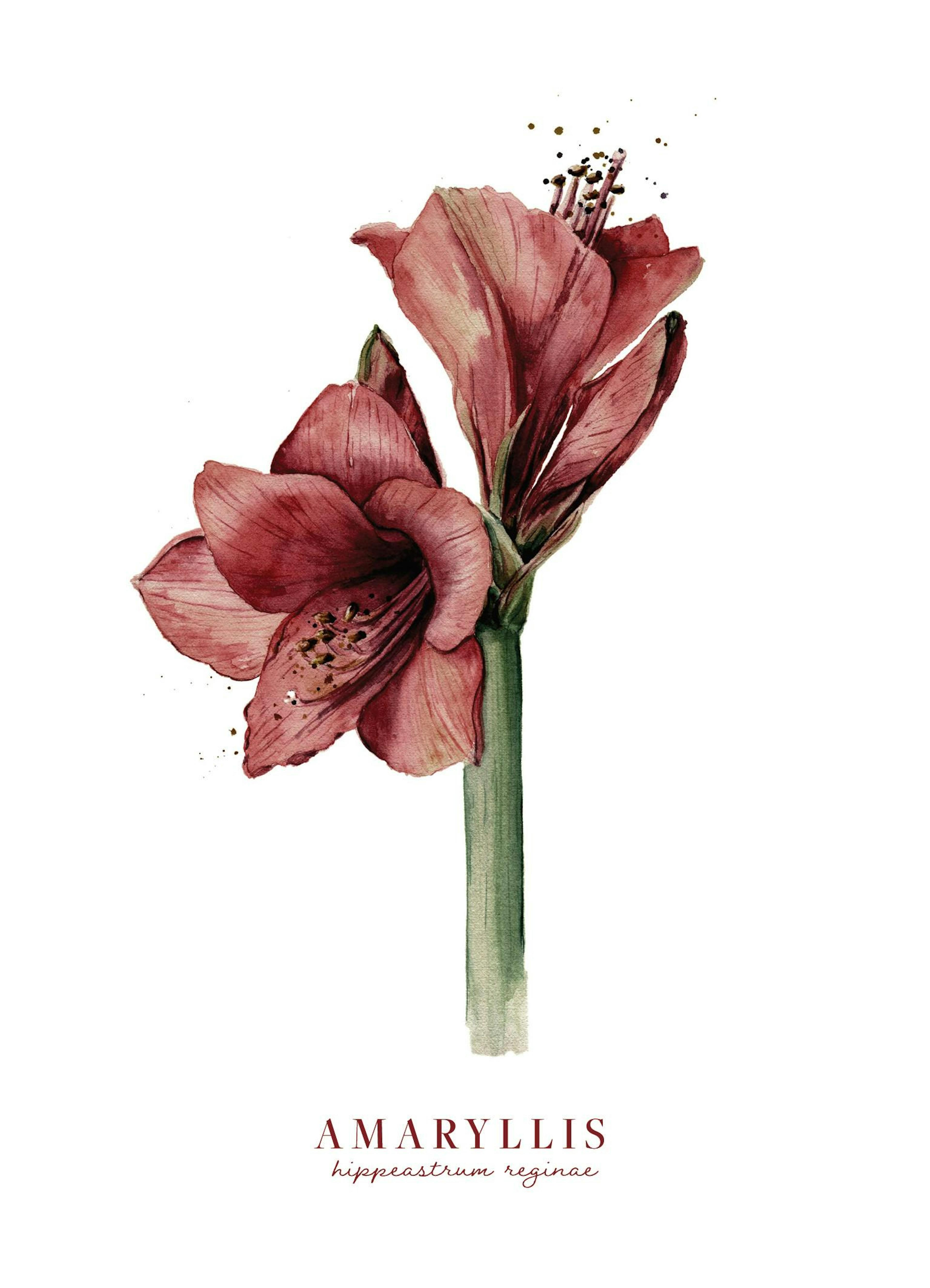 Watercolor Amaryllis Plakat