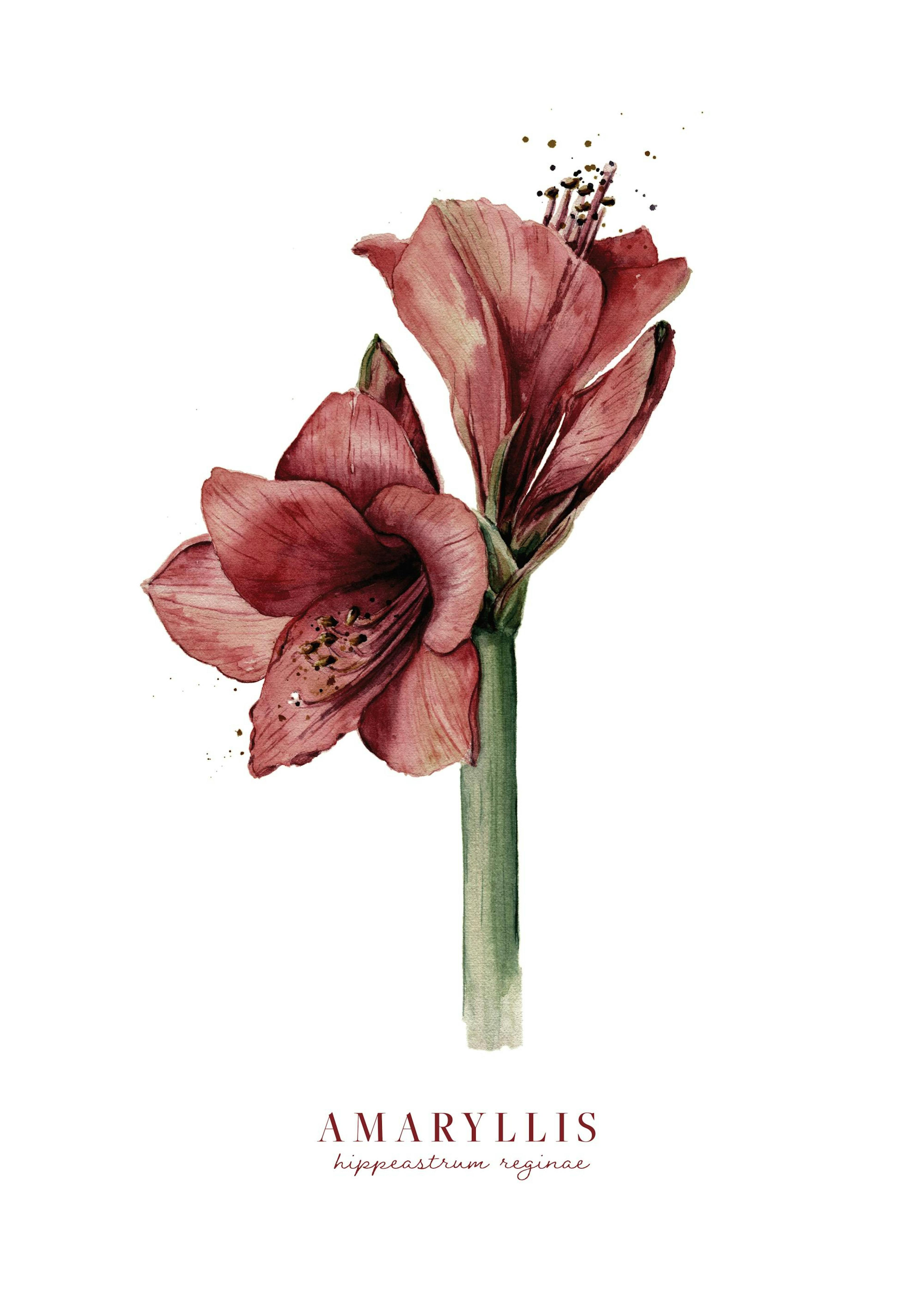 Watercolor Amaryllis Poster 0