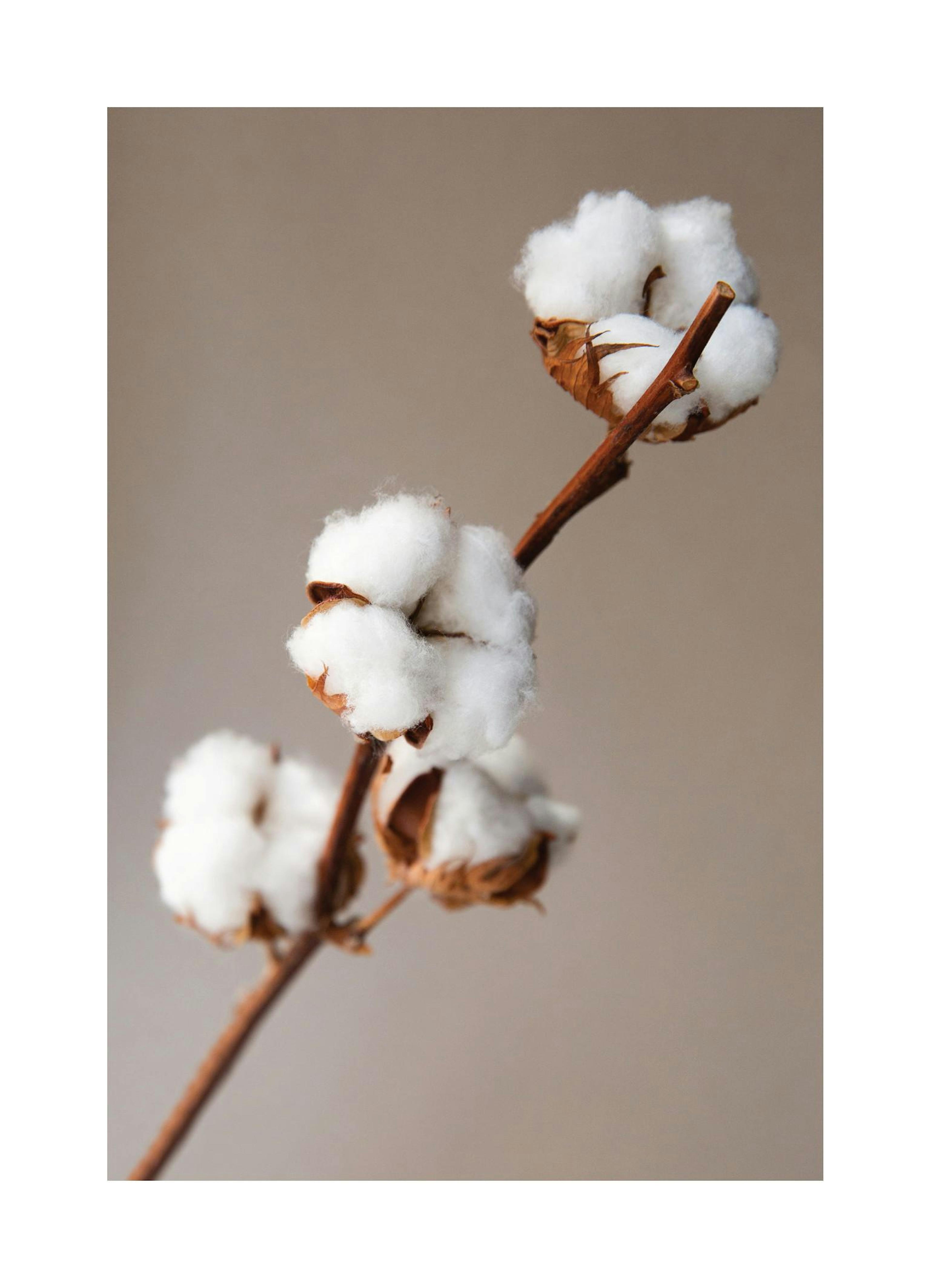 Cotton Flower Poster