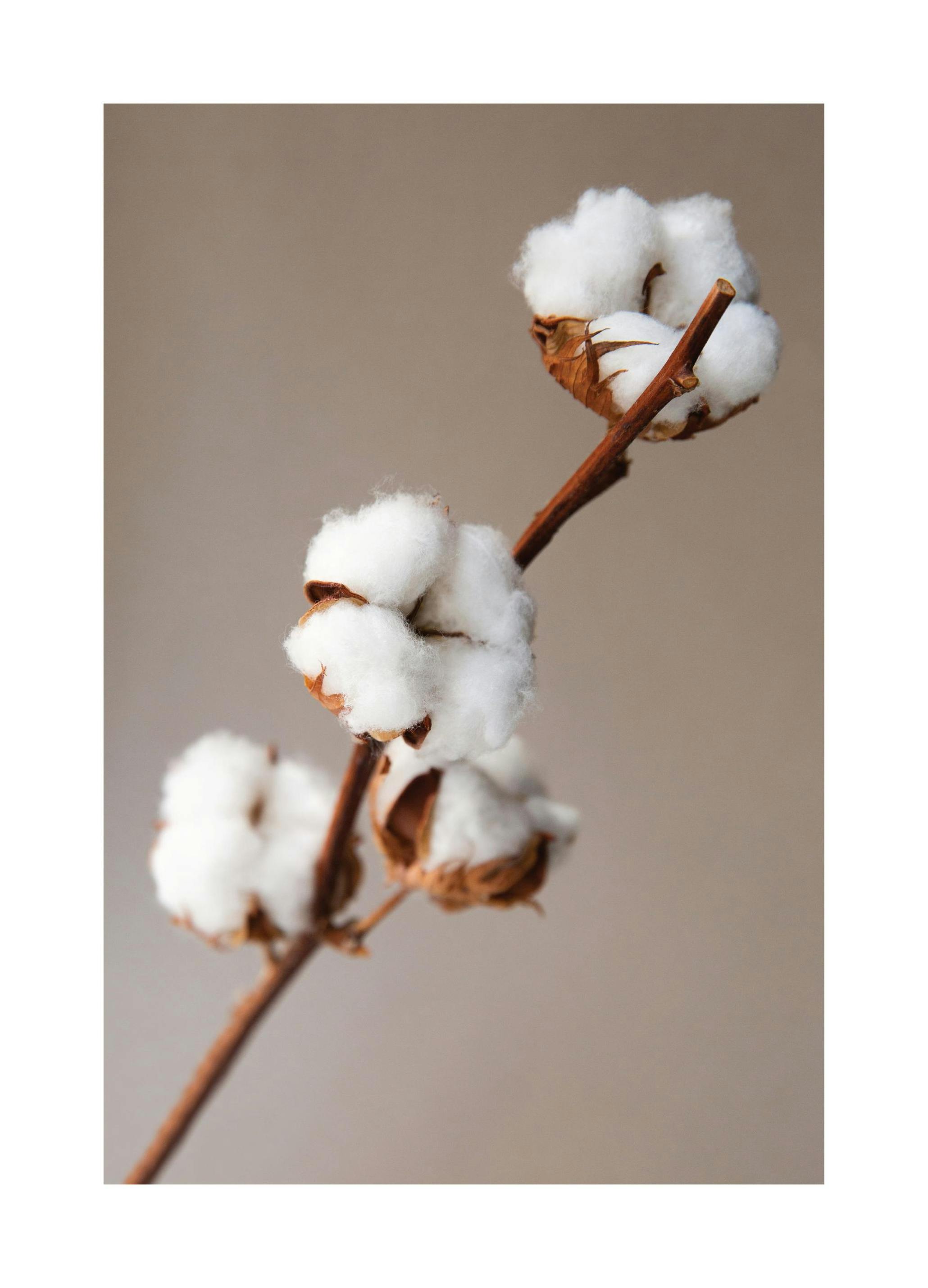 Cotton Flower Plakat (21x30 cm) - Plakater > Botaniske plakater