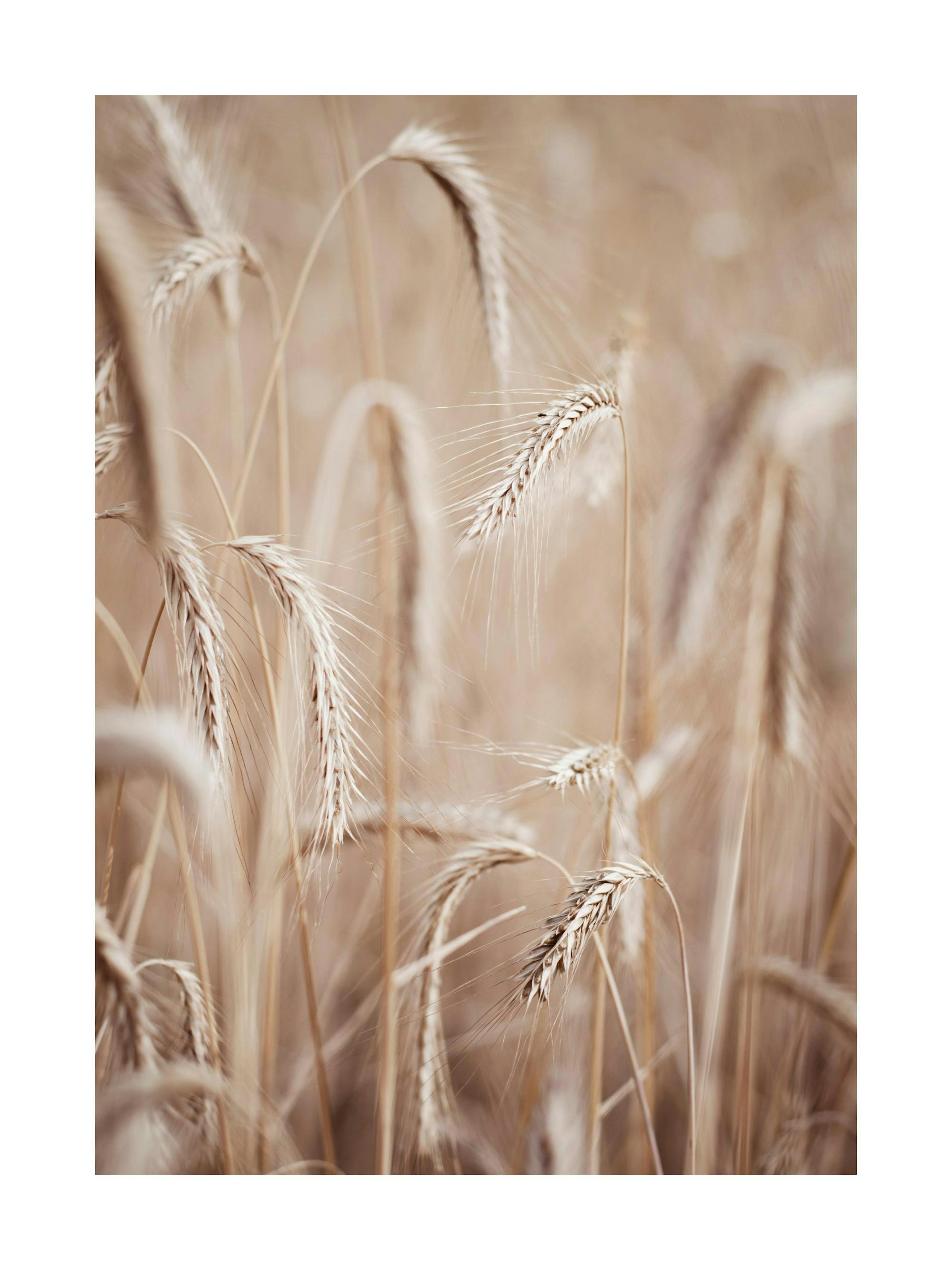 Rye Ears 포스터