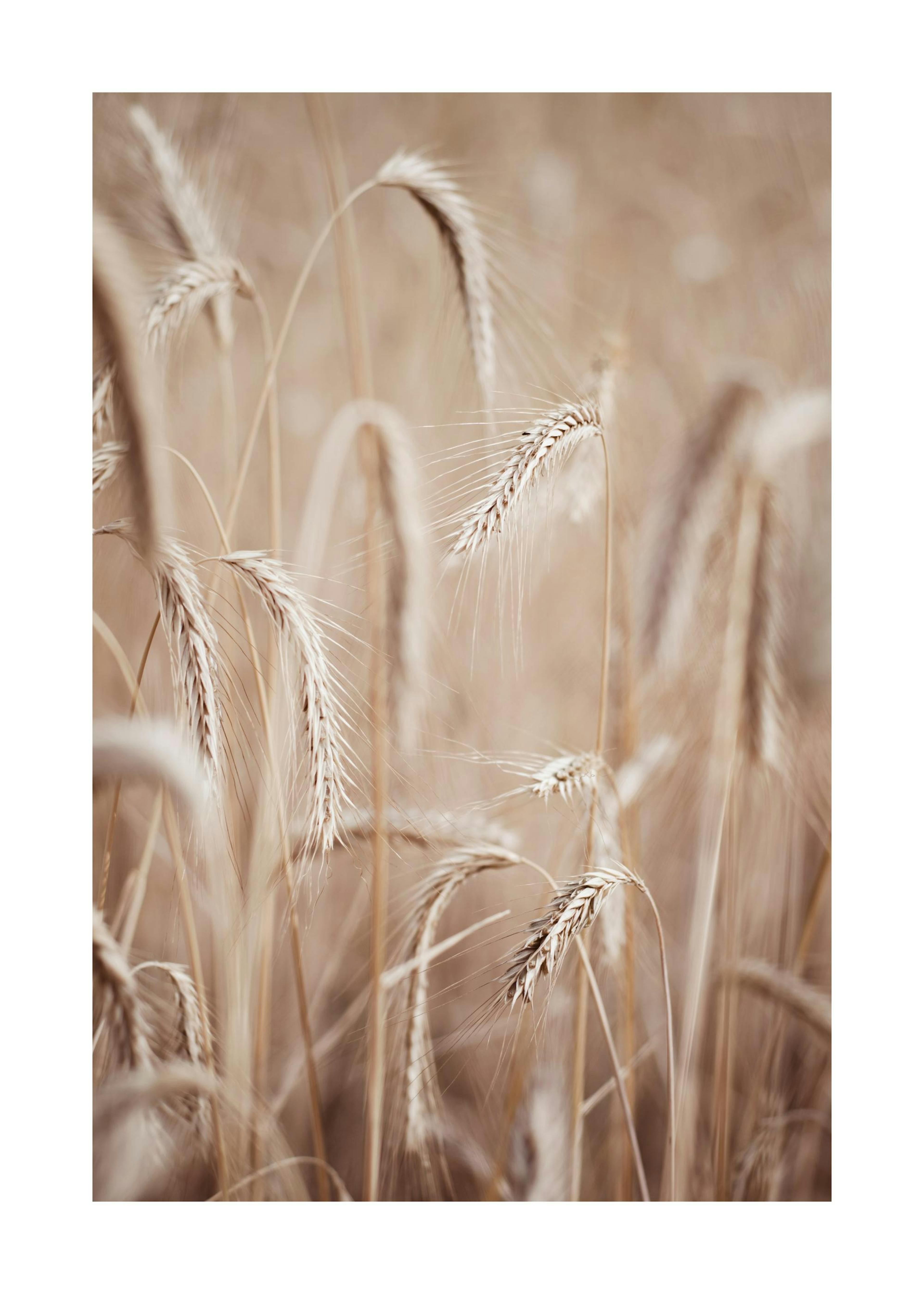 Rye Ears Print 0