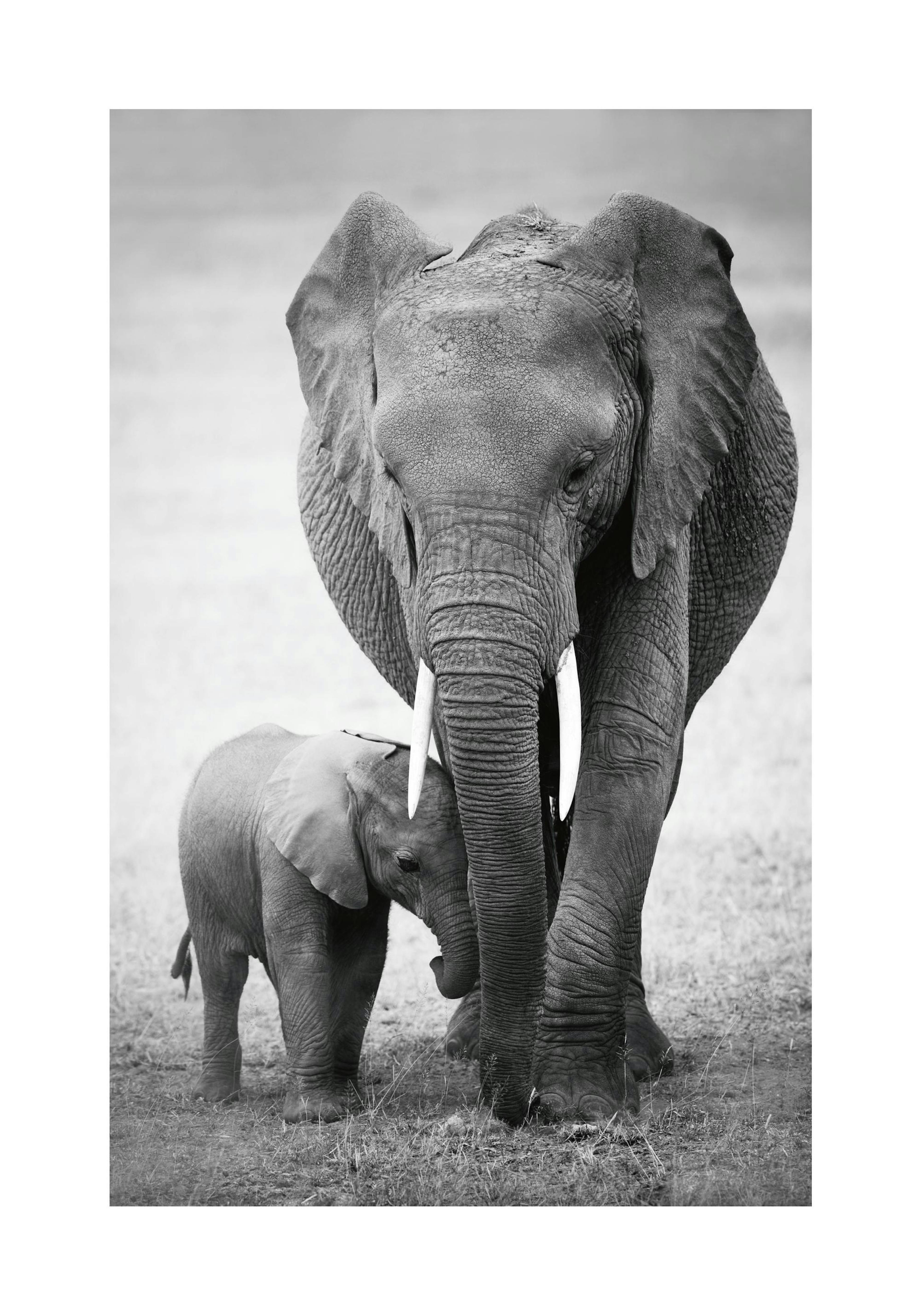 Elephant Love 포스터