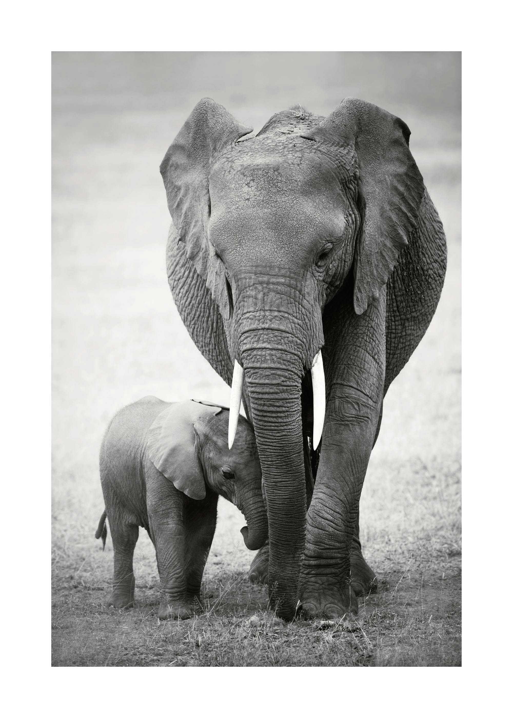 Elephant Love Print 0