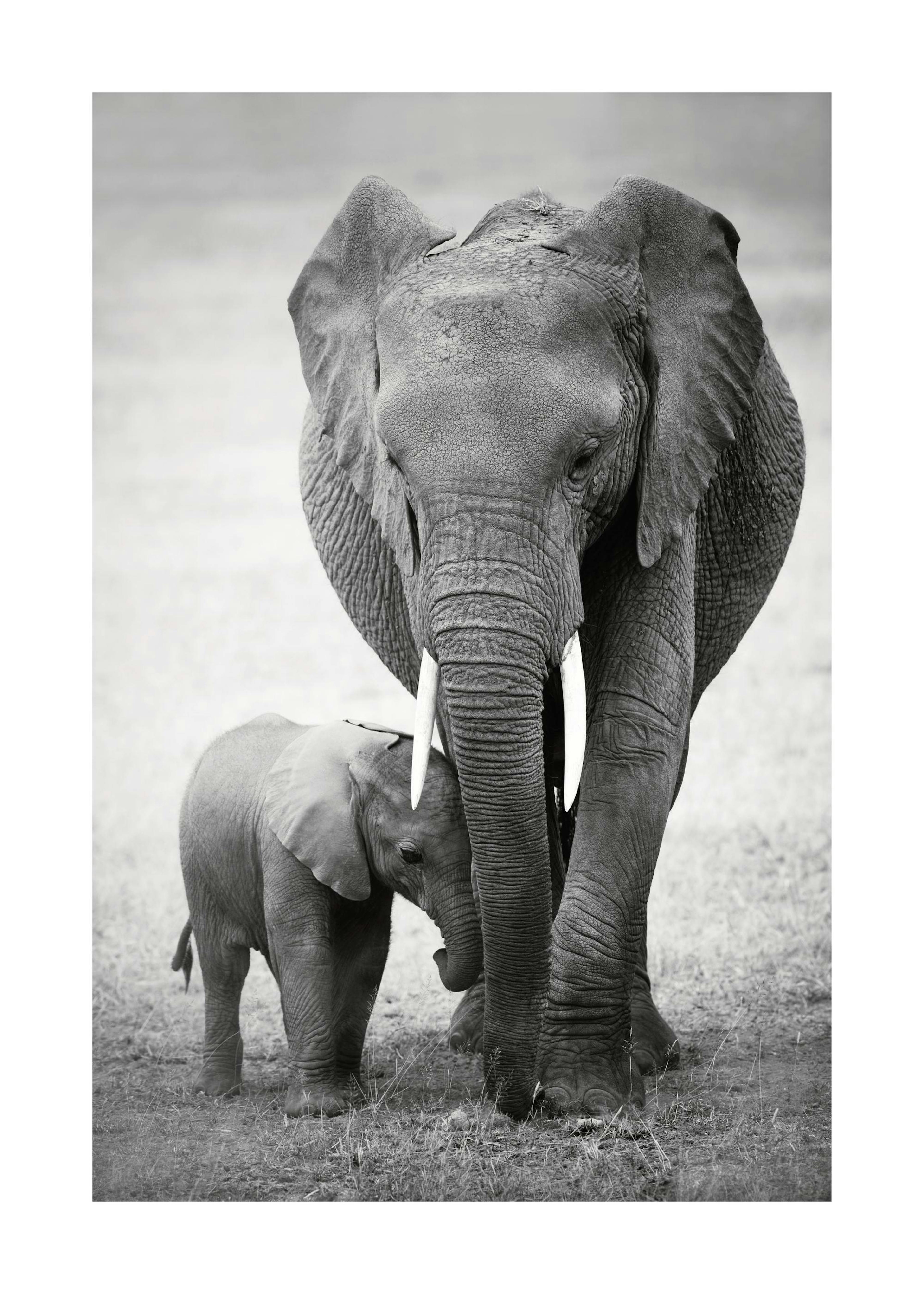 Elephant Love Print 0