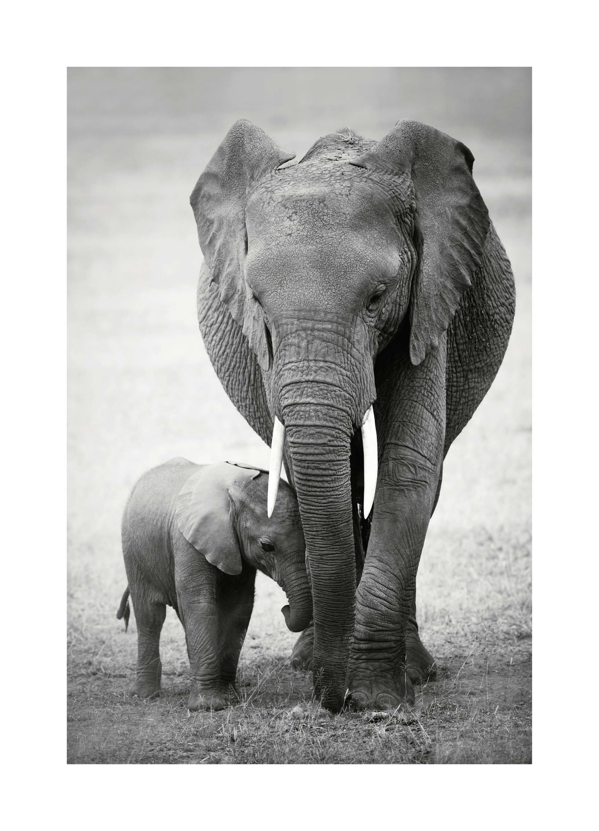 Elephant Love Poster (30x40 cm) -  Bilder mit Tiermotiven