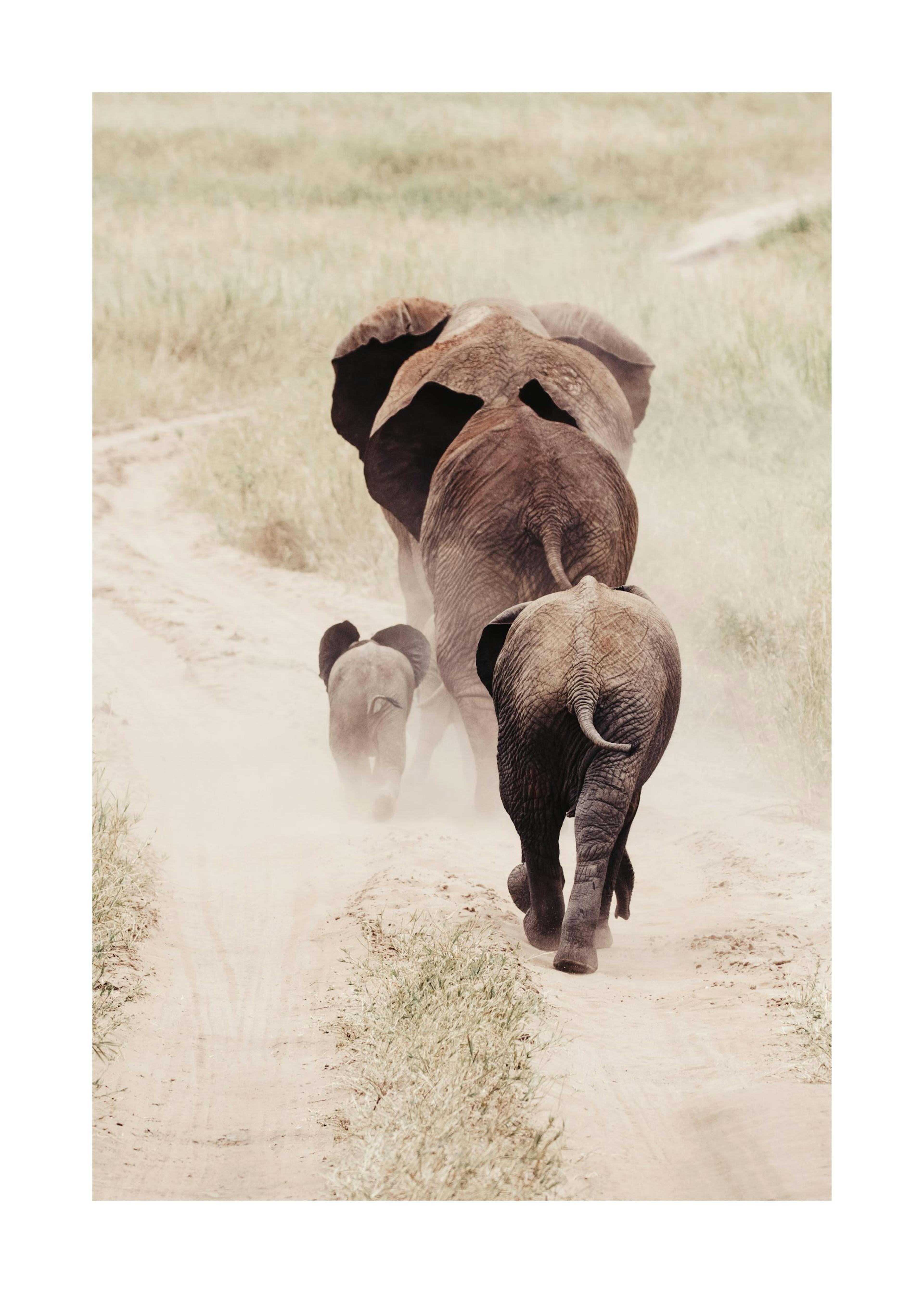 Hiking Elephants Print 0