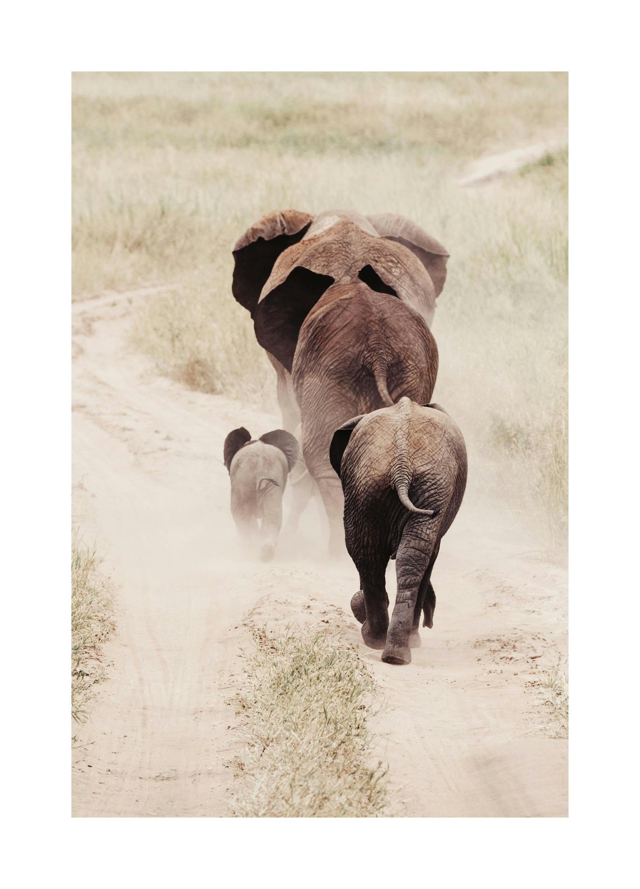 Prints - Hiking Elephants Print (30x40 cm) - Animal art prints
