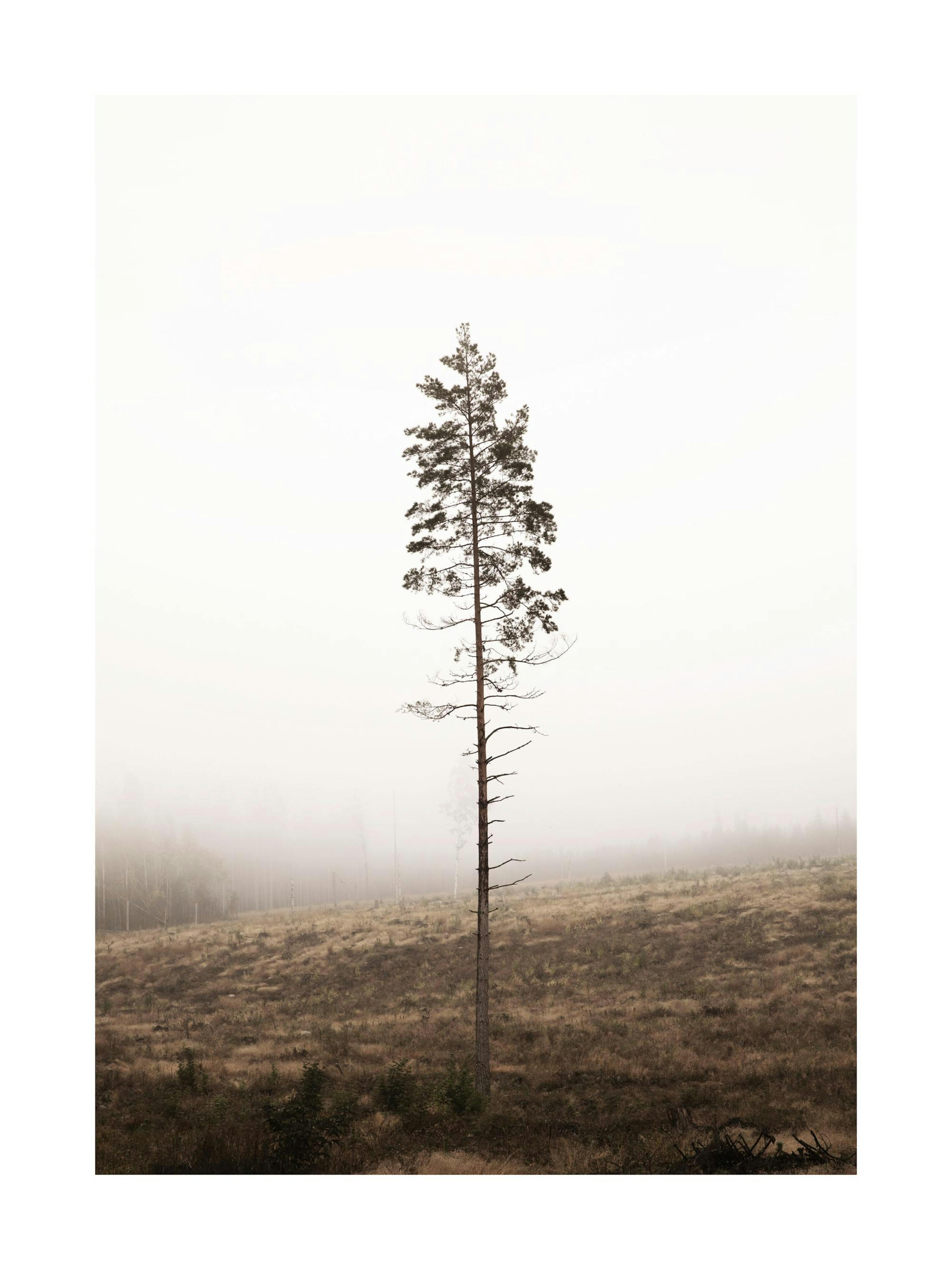 Lonely Pine Tree Print