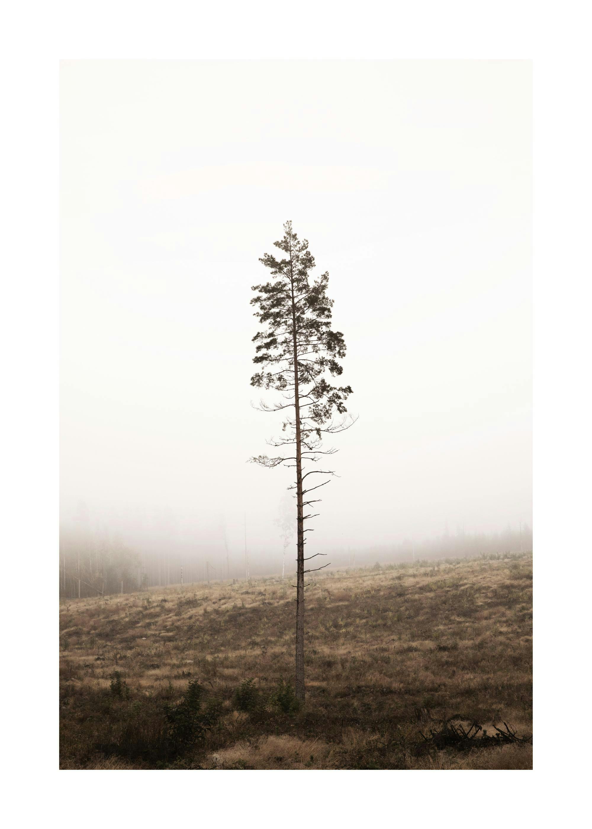 Lonely Pine Tree Affiche 0