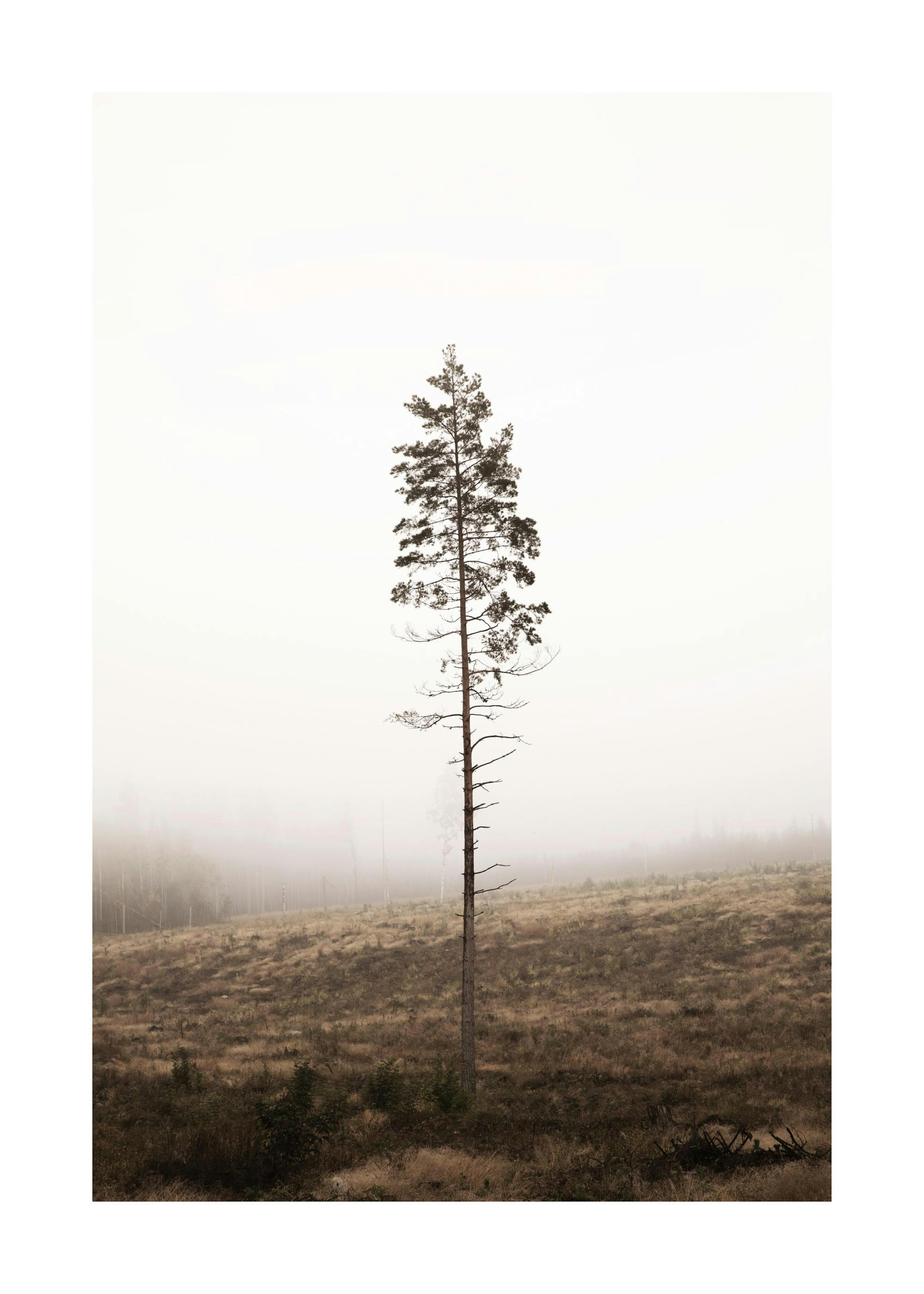Lonely Pine Tree Print 0