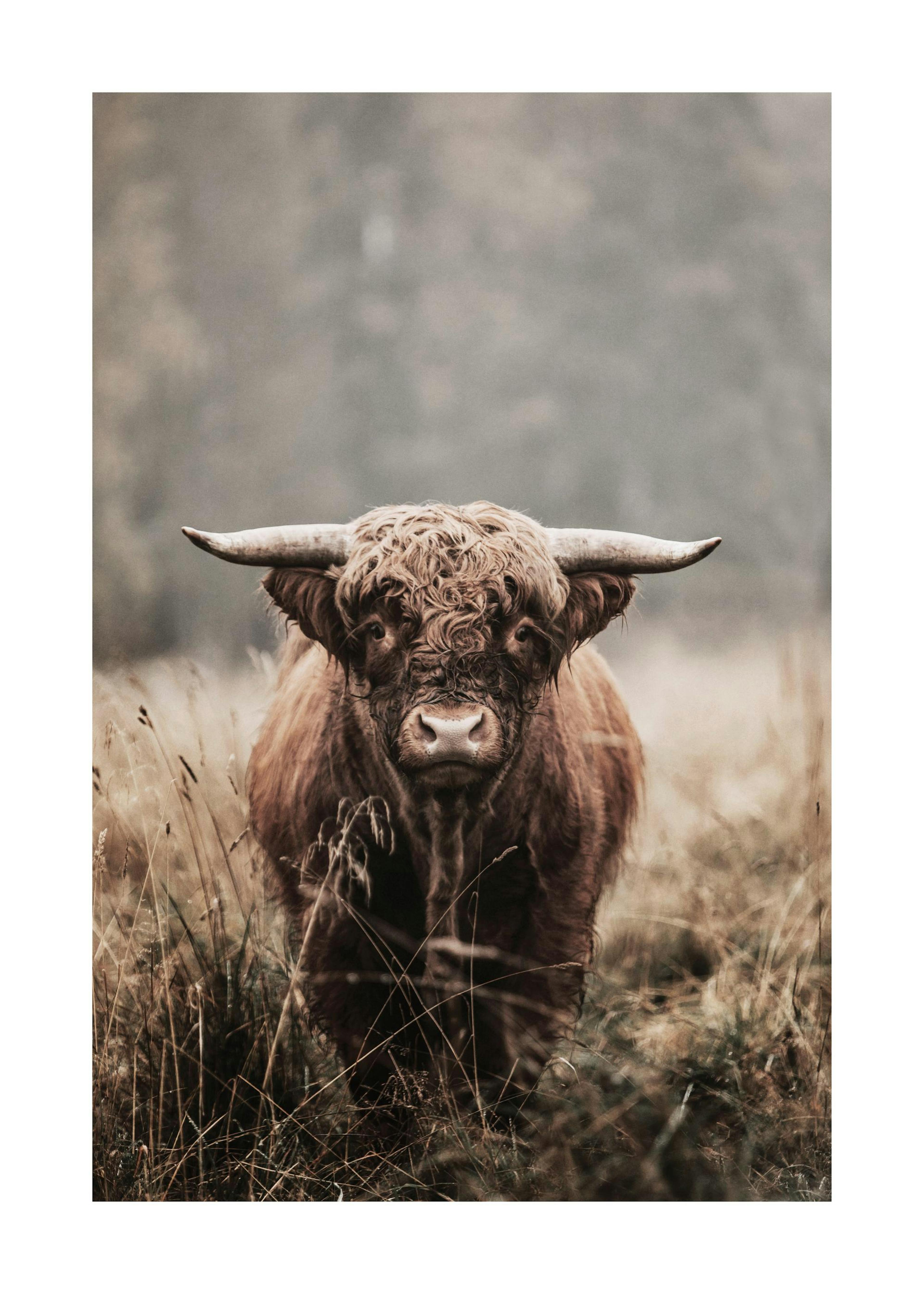 Facing A Cow Print 0