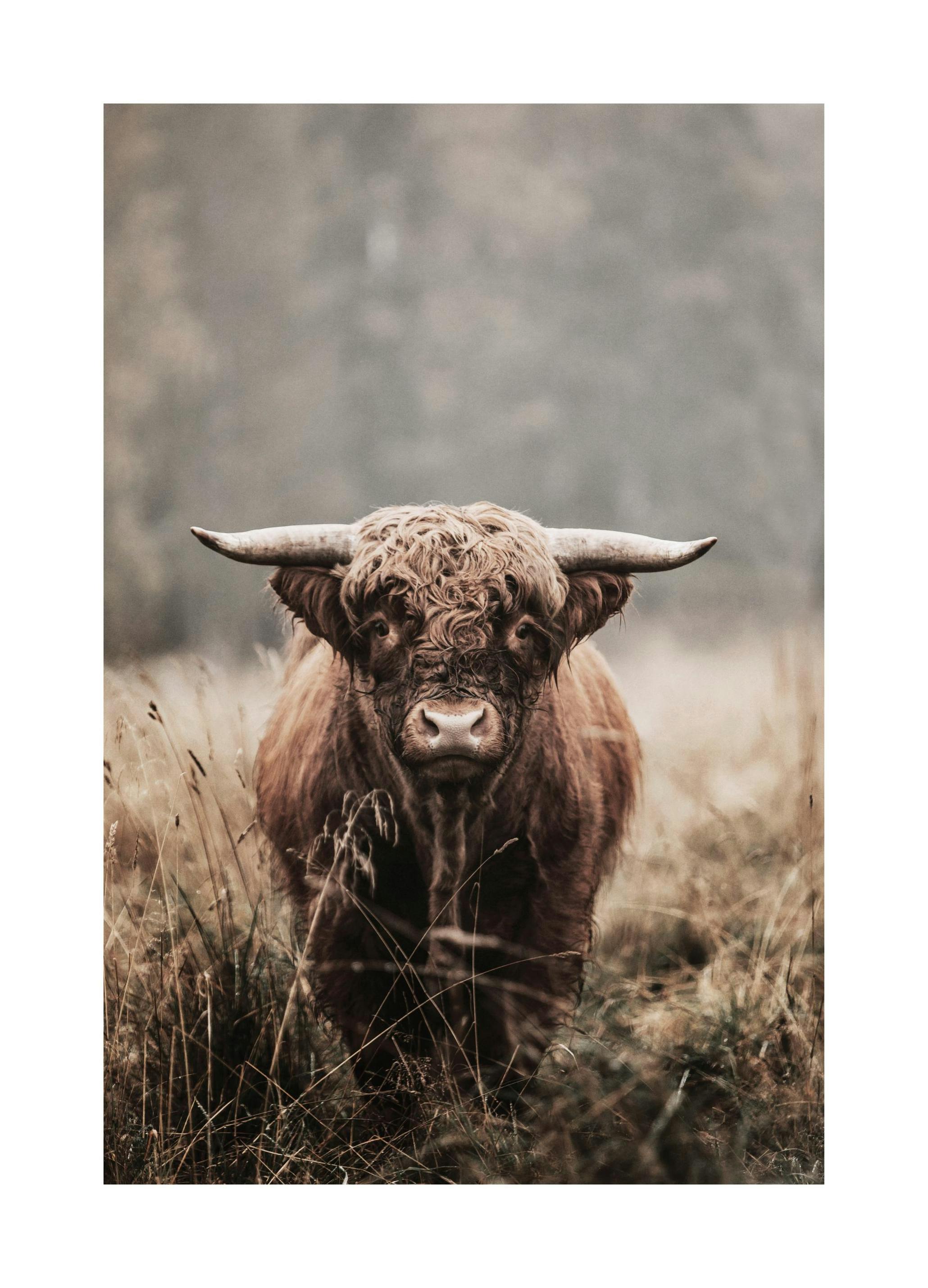 Facing A Cow Poster (50x70 cm) - Fotokunst