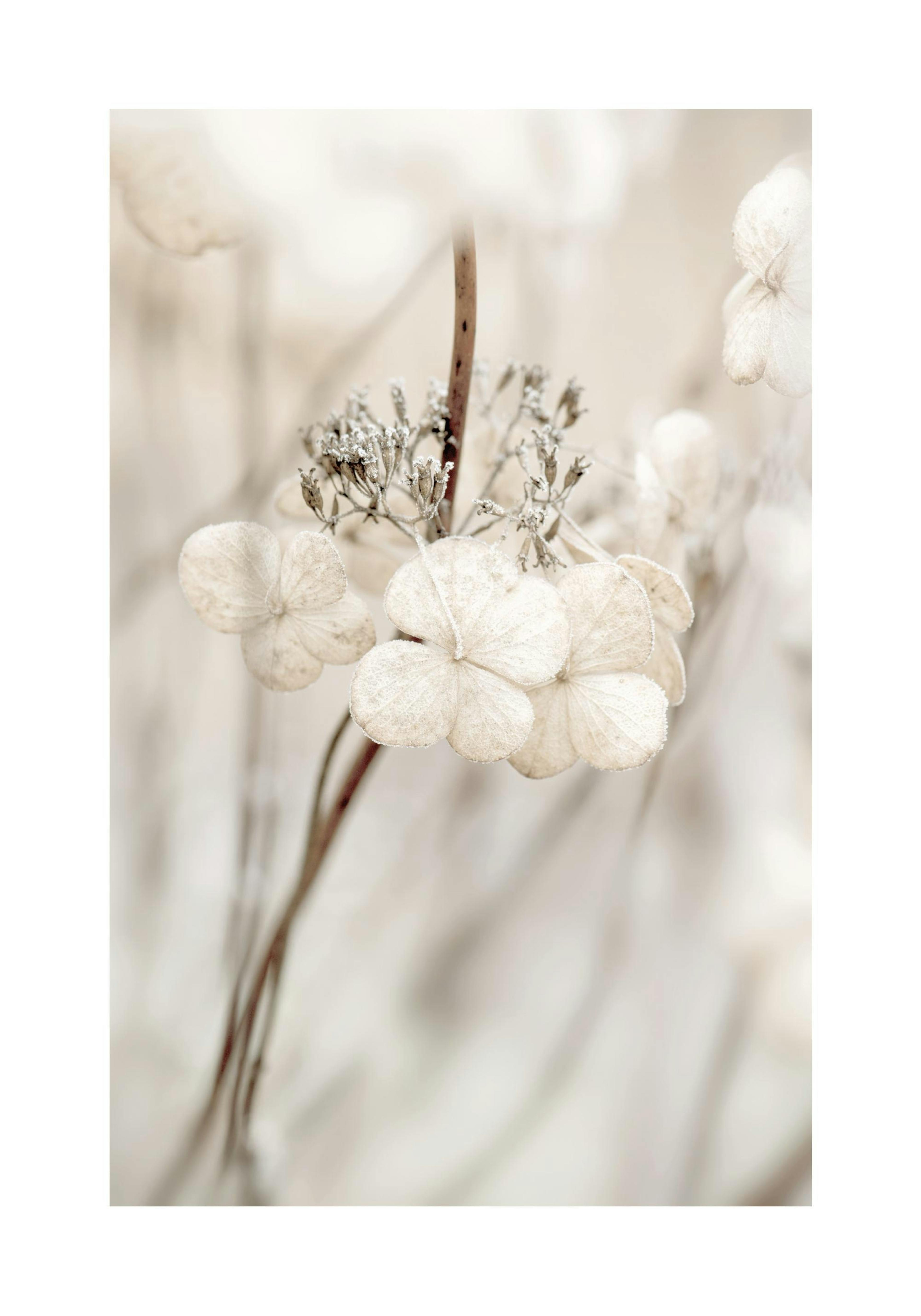 Decaying Hydrangea Affiche