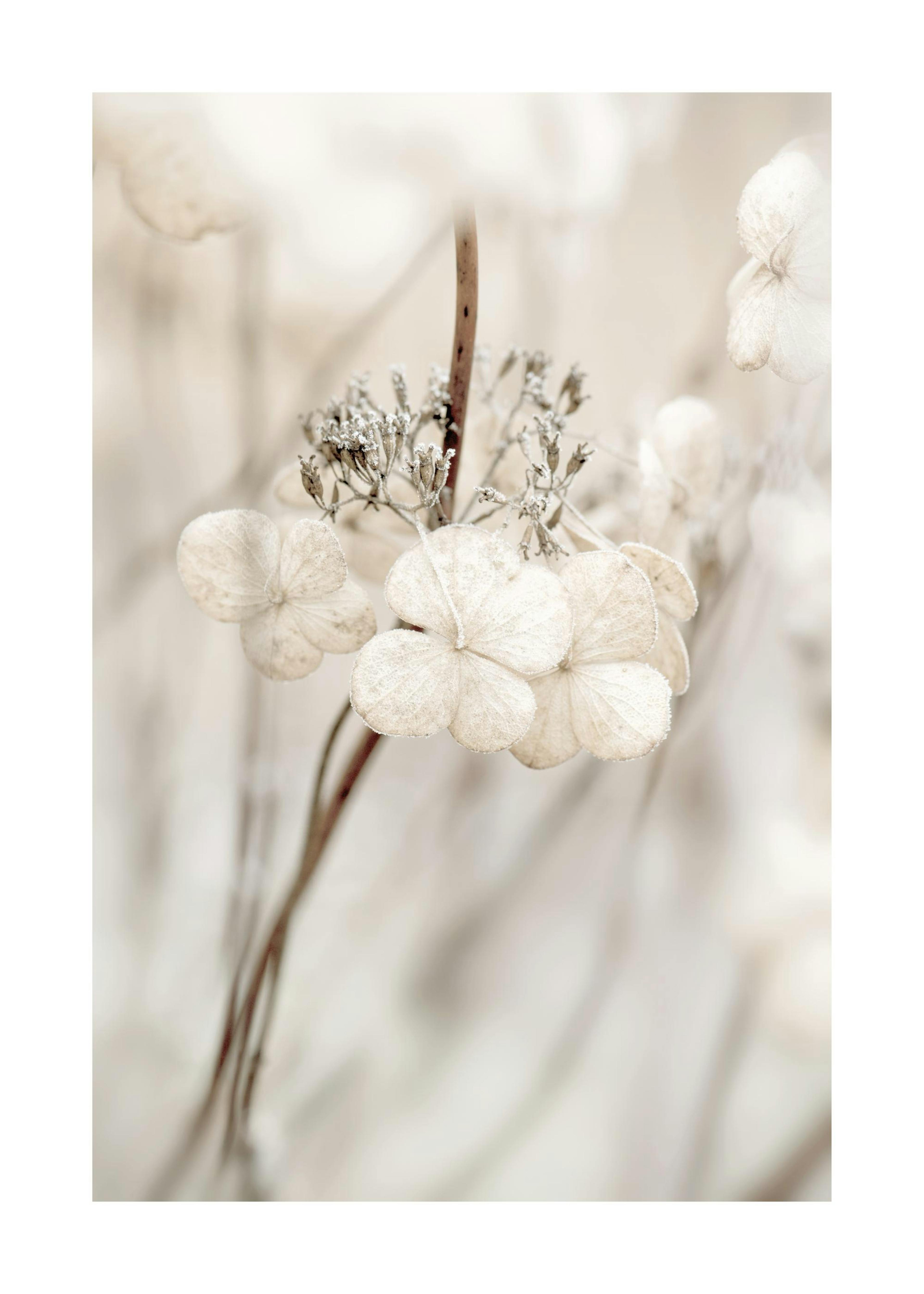 Decaying Hydrangea Print 0