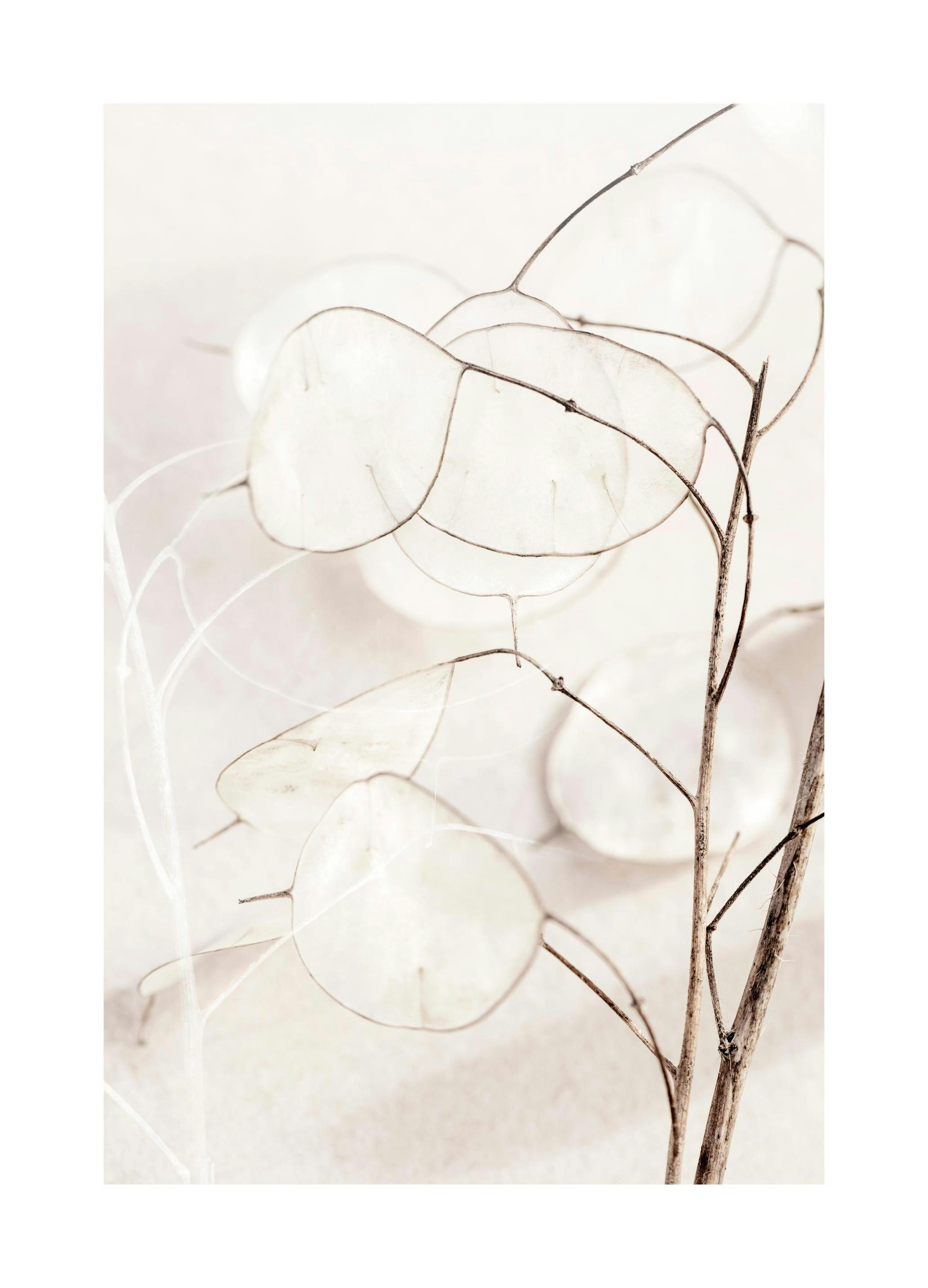 Dried Botanical Life No1 Affiche (30x40 cm) - Photographies