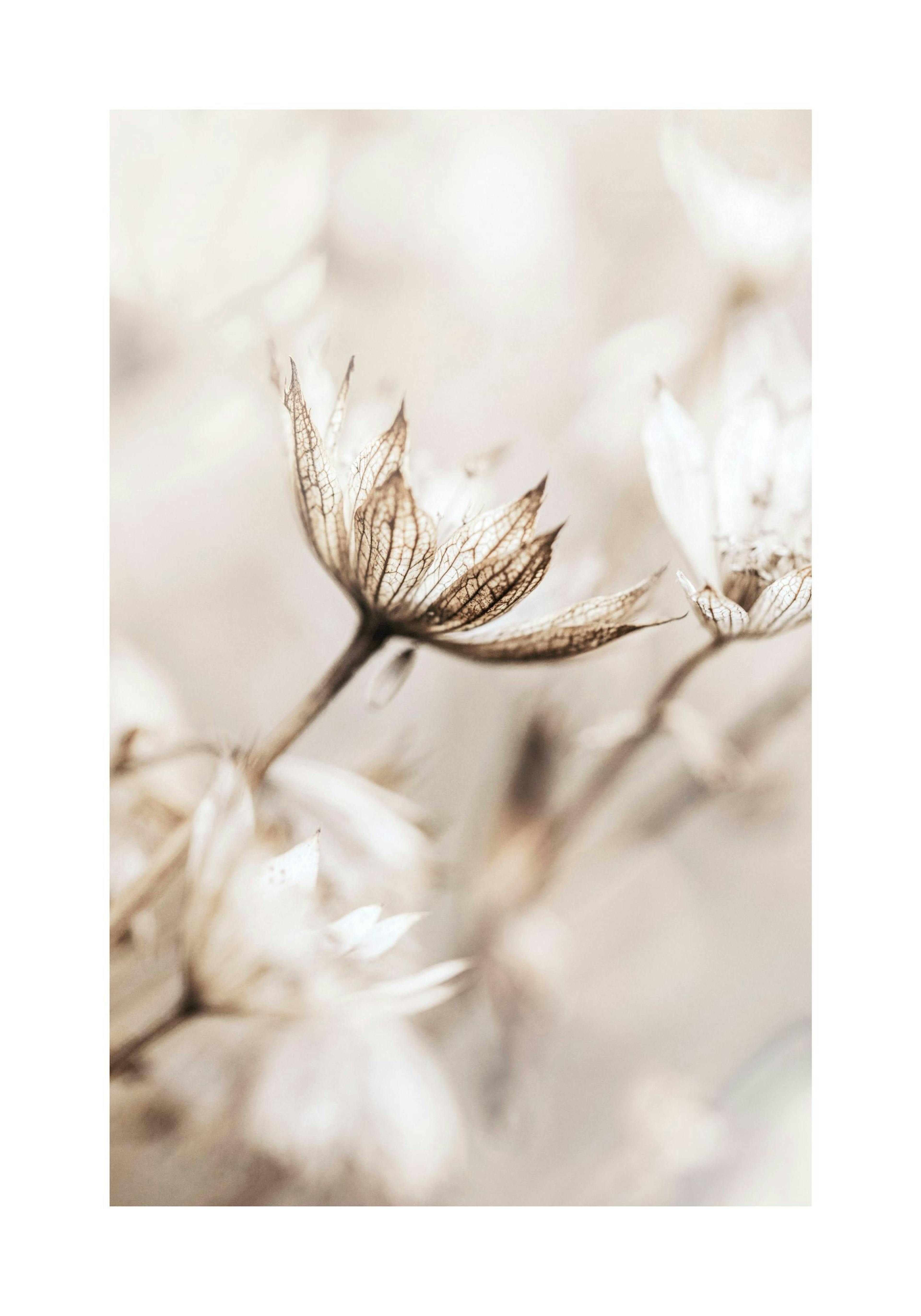 Dried Flower Close Up Print
