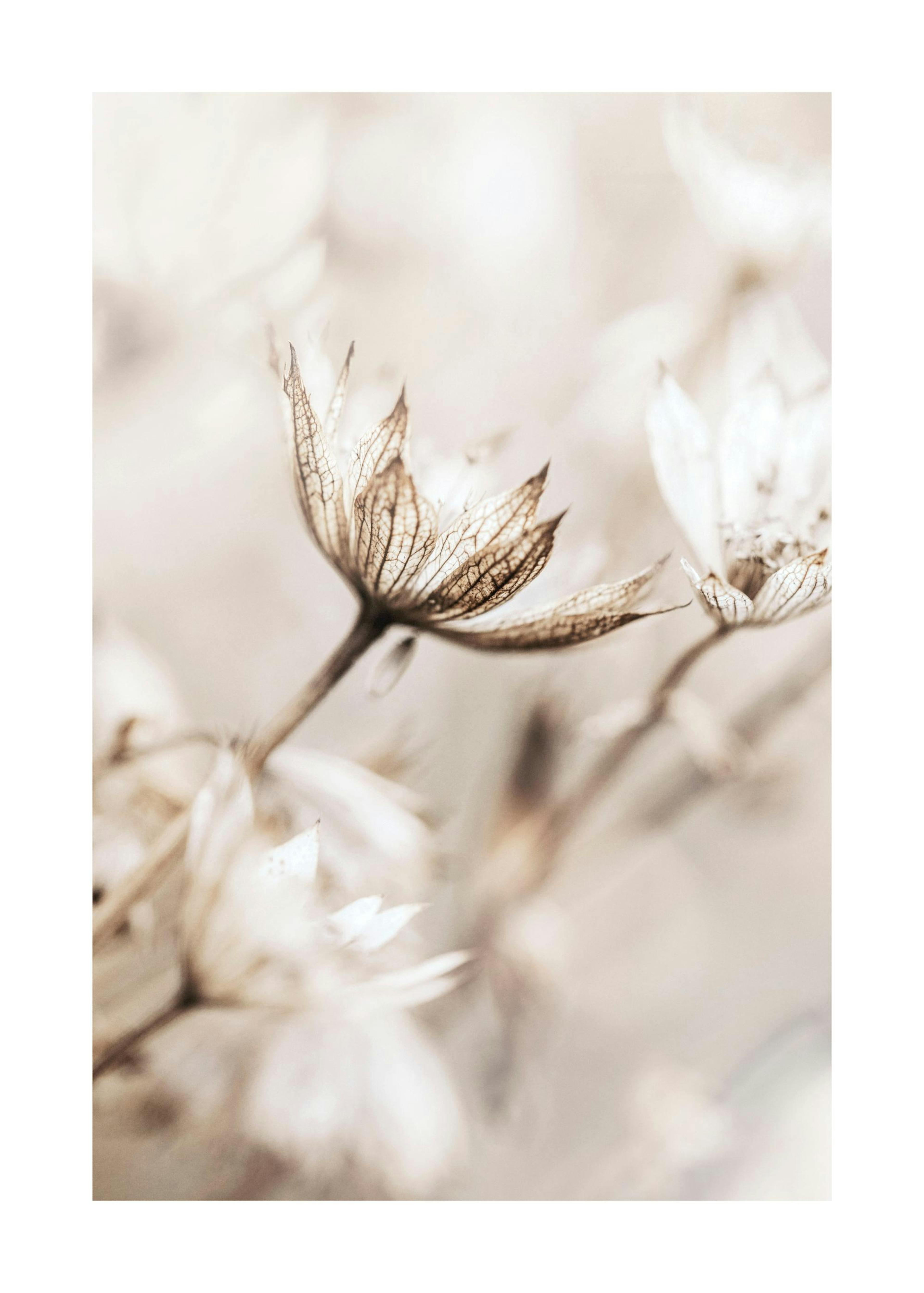 Dried Flower Close Up Poster 0